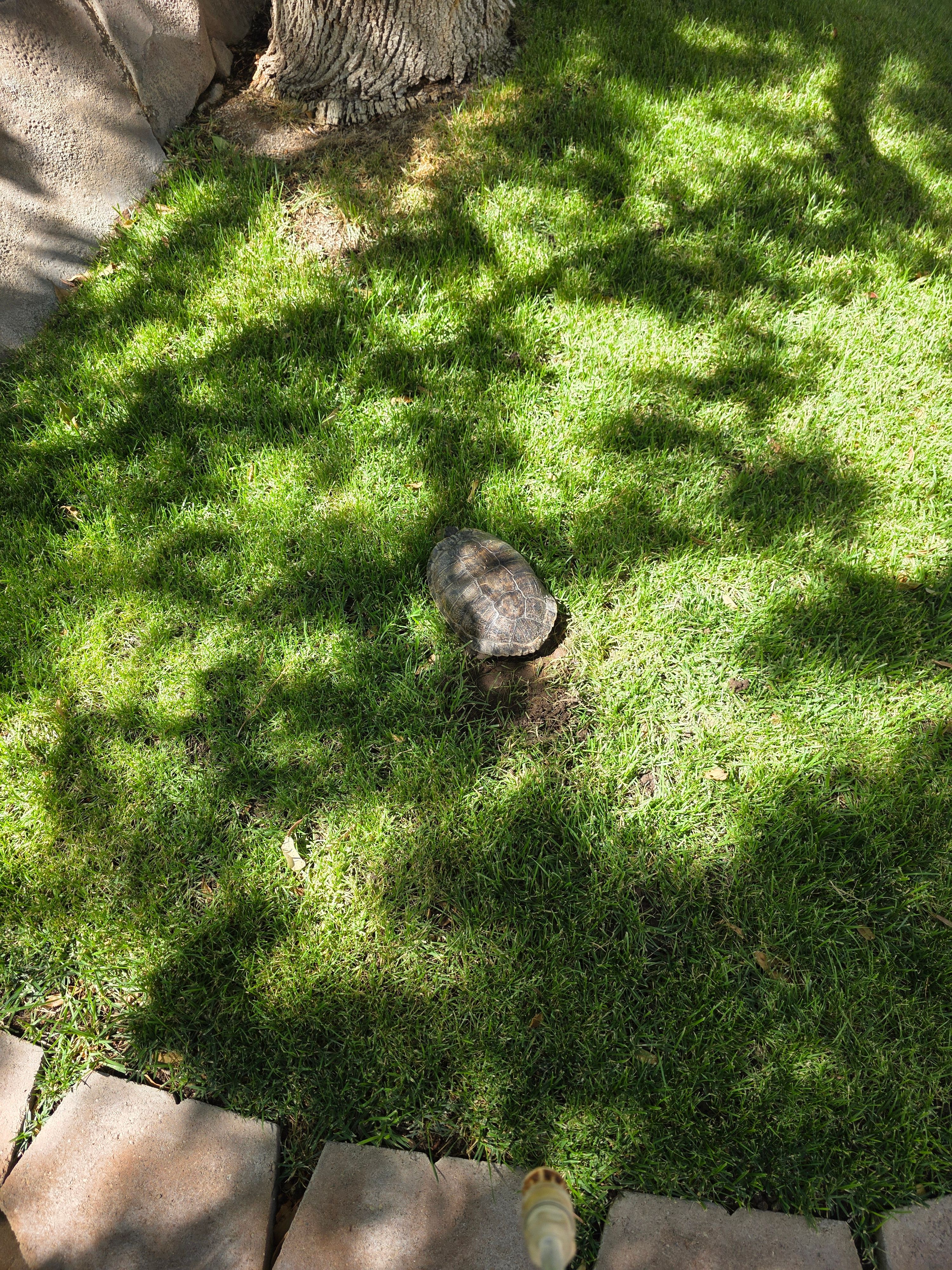  for Niko's Pest Control in Las Vegas, NV