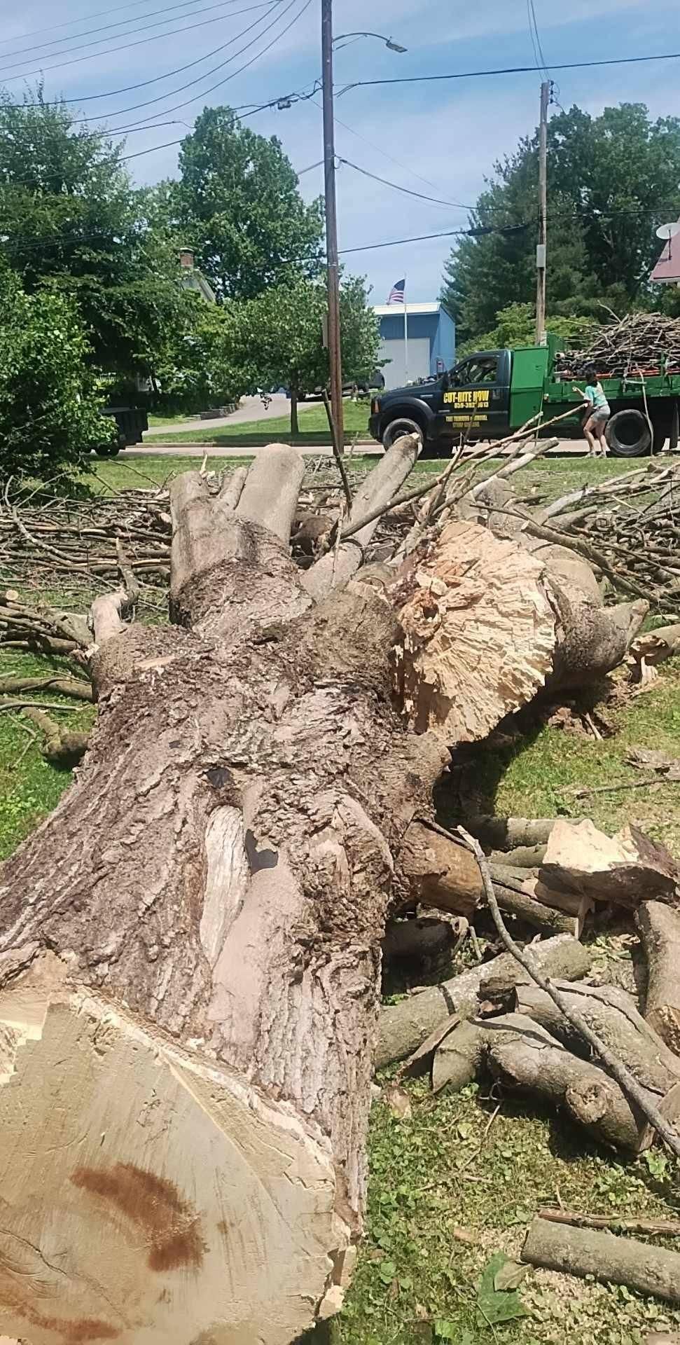  for Kingdom Tree Trimming and Removal LLC in Covington, KY