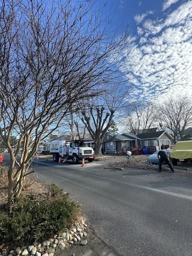  for Loockerman's Tree and Stump Removal in Dover, DE