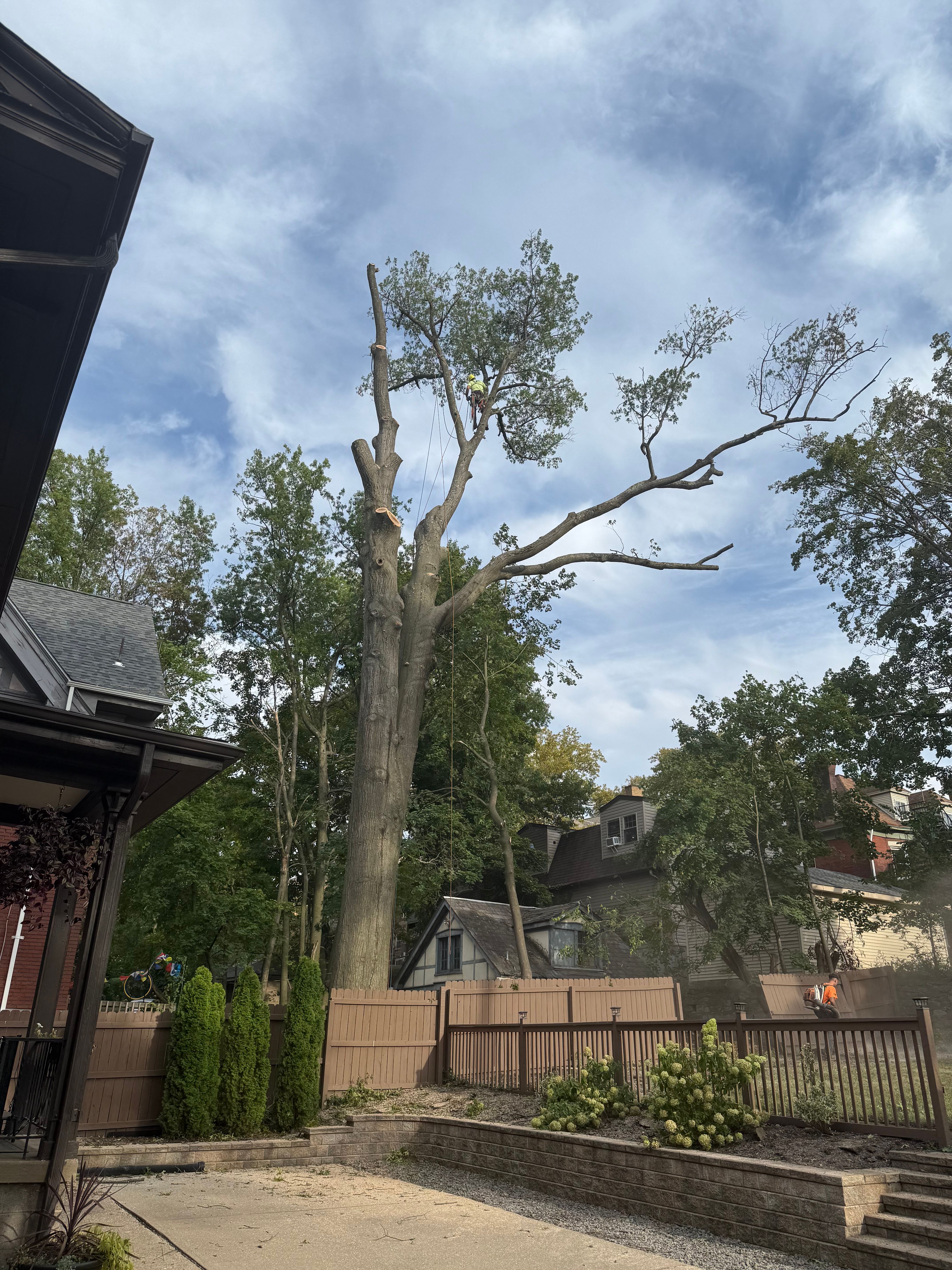  for TLC Professional Tree Service in Bedford, TX