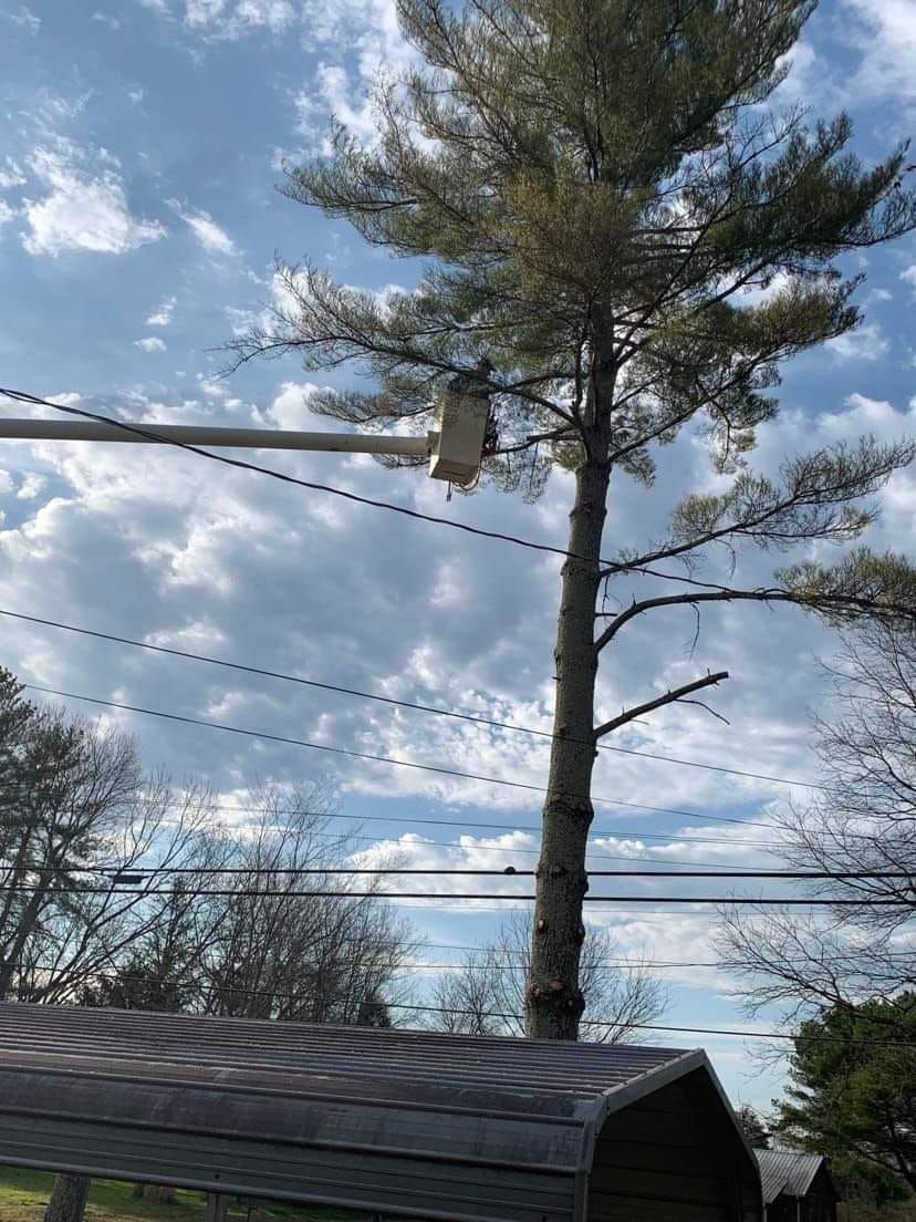  for Scott's Tree Service in Athens, TN