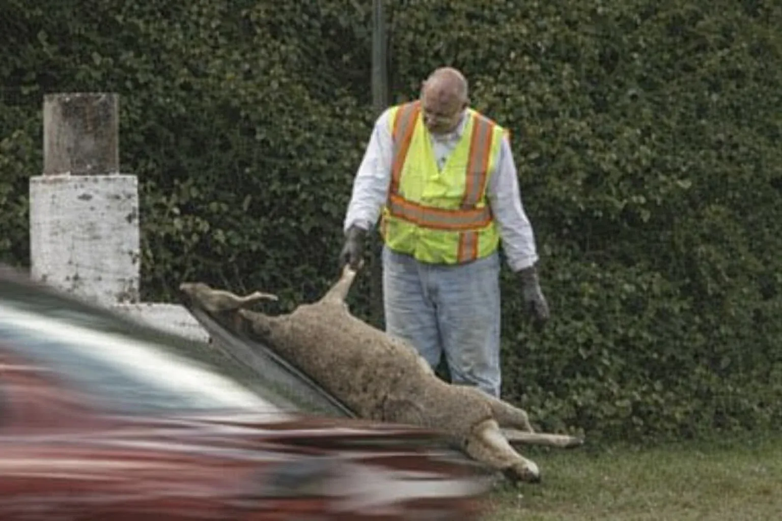 All Photos for All Starr Dead Animal and Deer Removal in Manchester Township, NJ