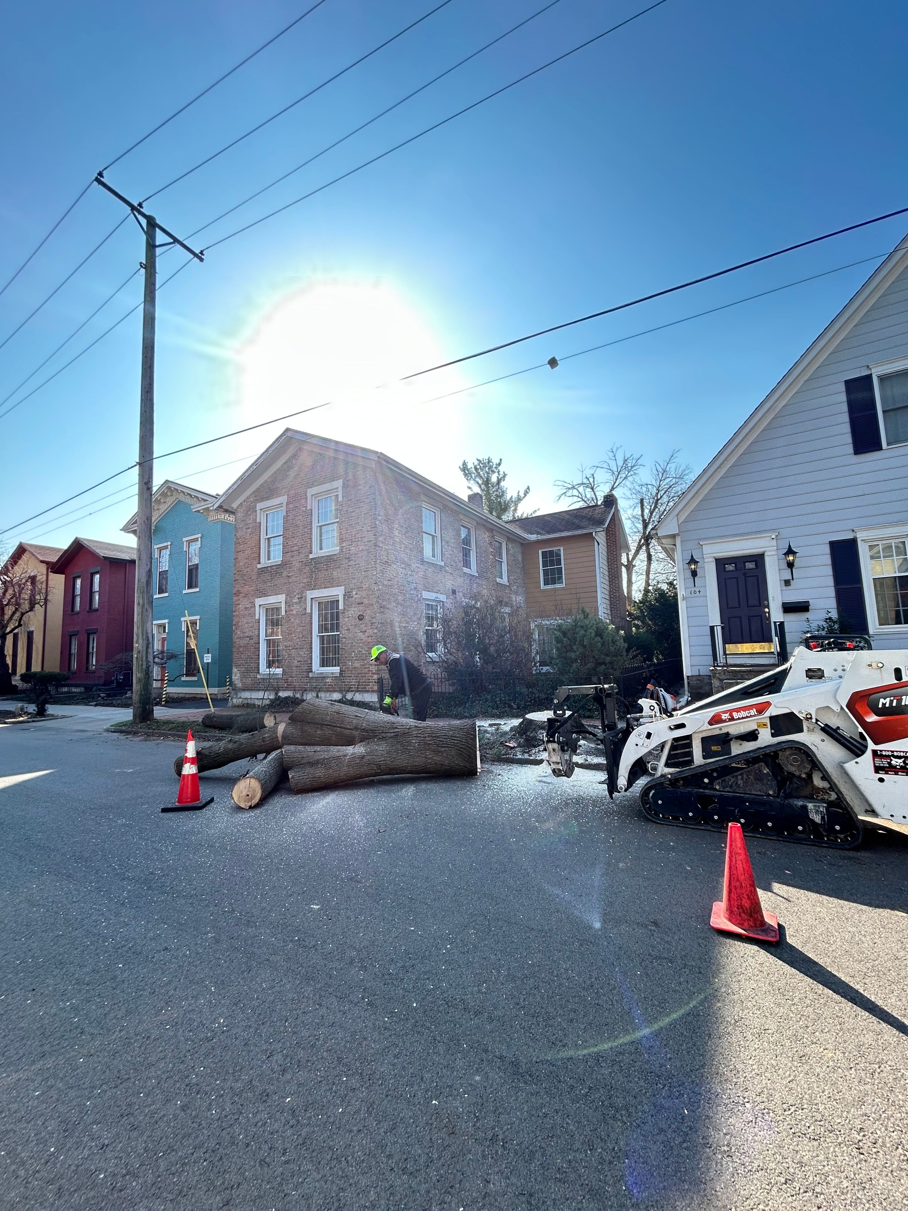 All Photos for Pro Tree Trim & Removal, Llc in Dayton, OH