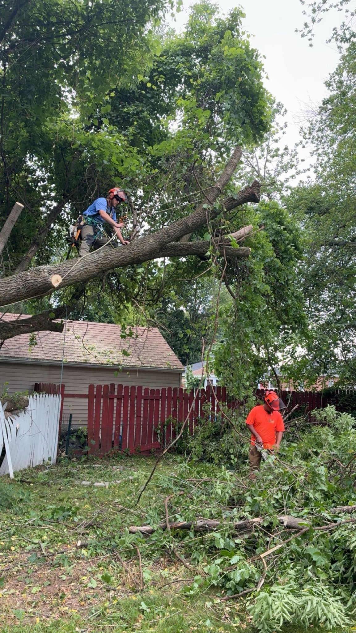  for T's Trees in Albany, NY
