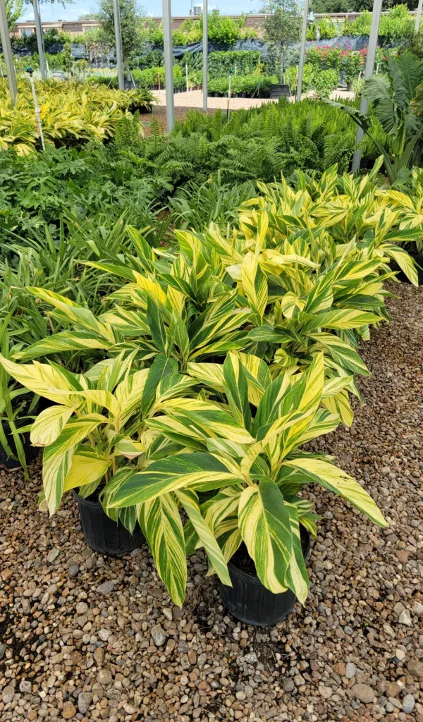  for Texas Curb N Borders in Houston, TX