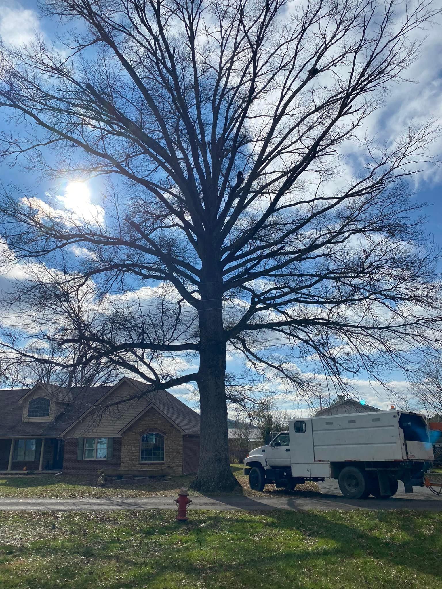 All Photos for Atwood’s Tree Care in Liberty,  KY