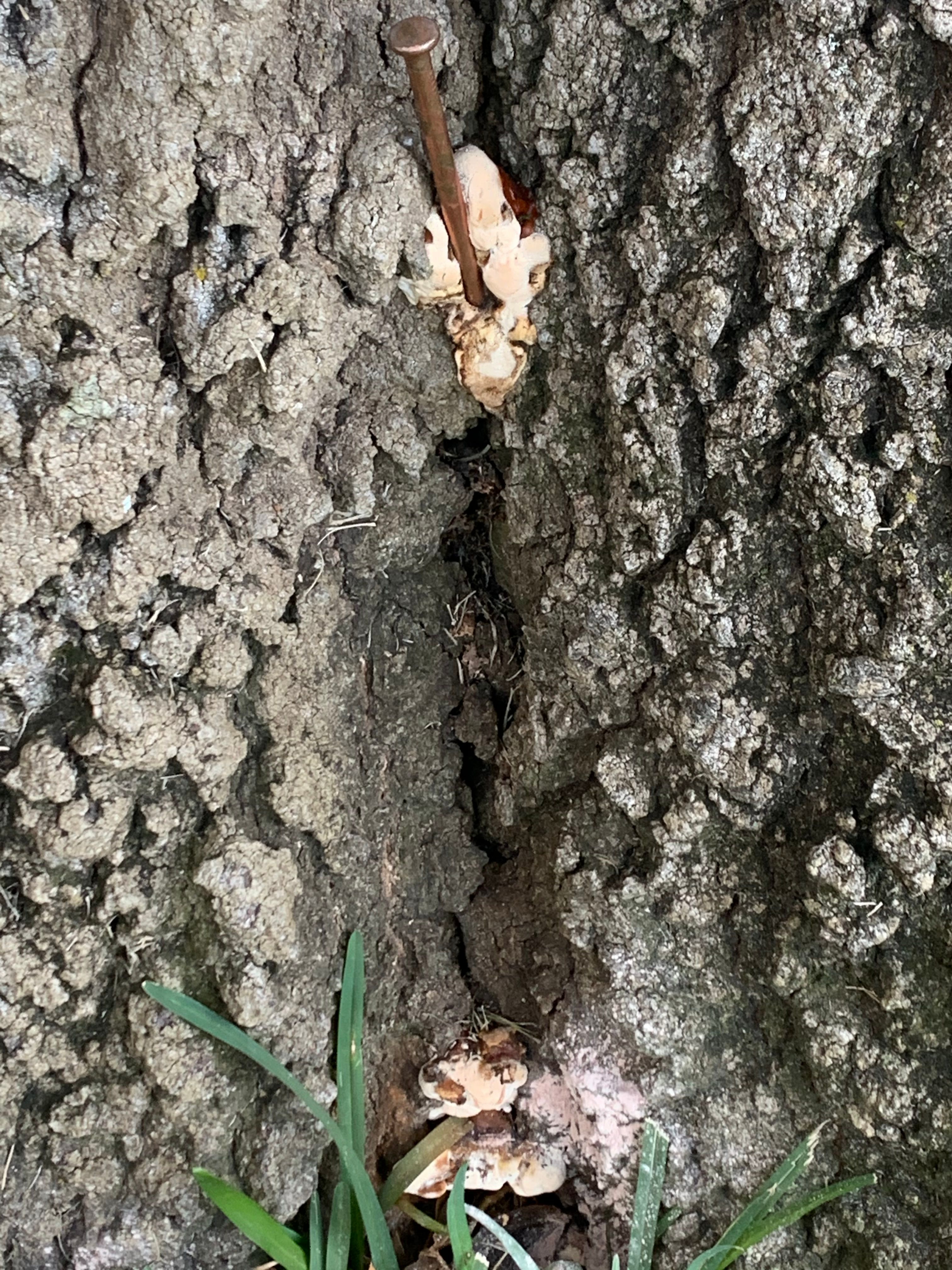  for TLC Professional Tree Service in Bedford, TX