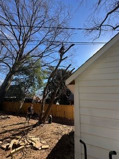  for Cisco Kid Tree Service LLC in Charlotte, North Carolina