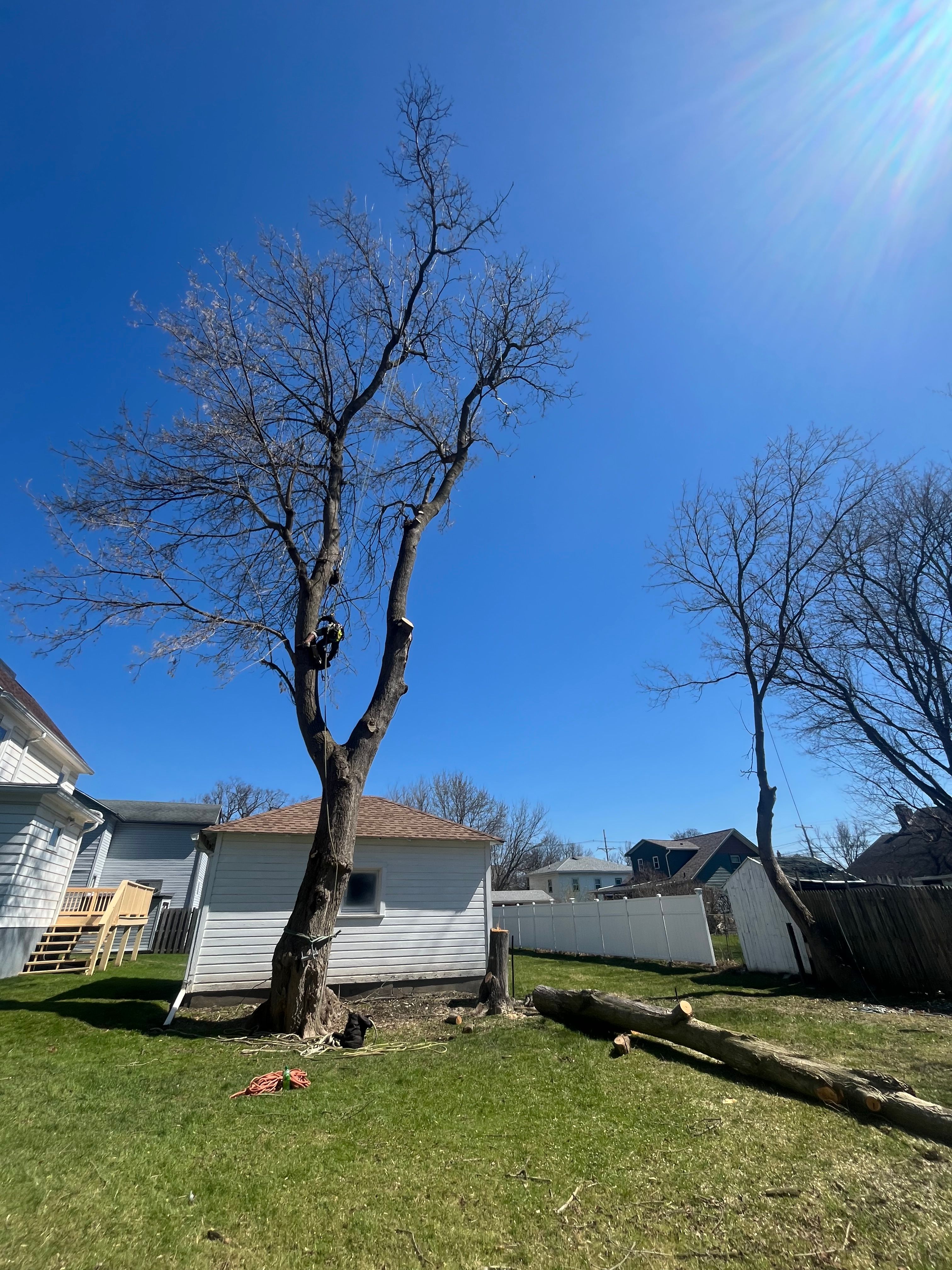 Tree Removal for Licensed to Cut Tree Service in Athens, PA