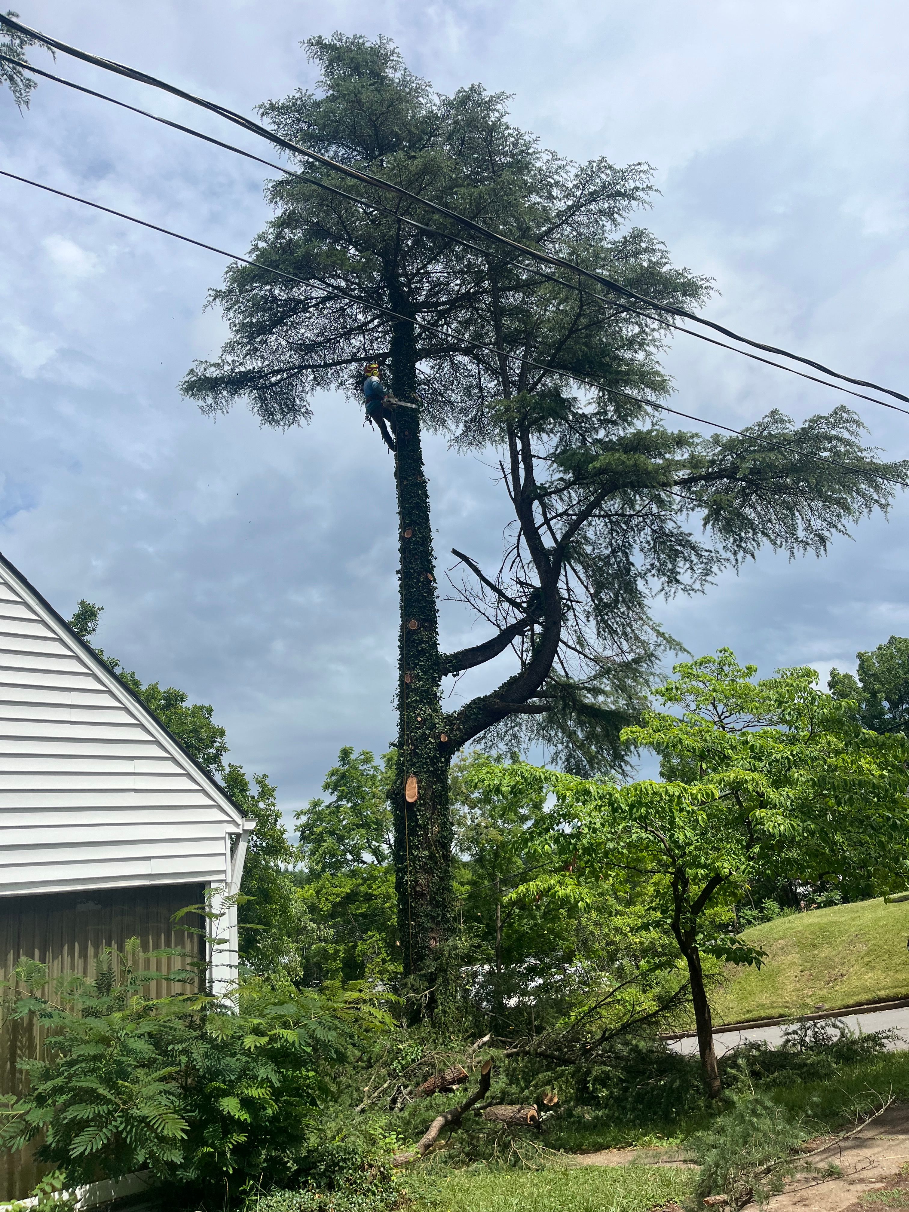  for Ricky's Tree Service & Property Care in Orange, VA