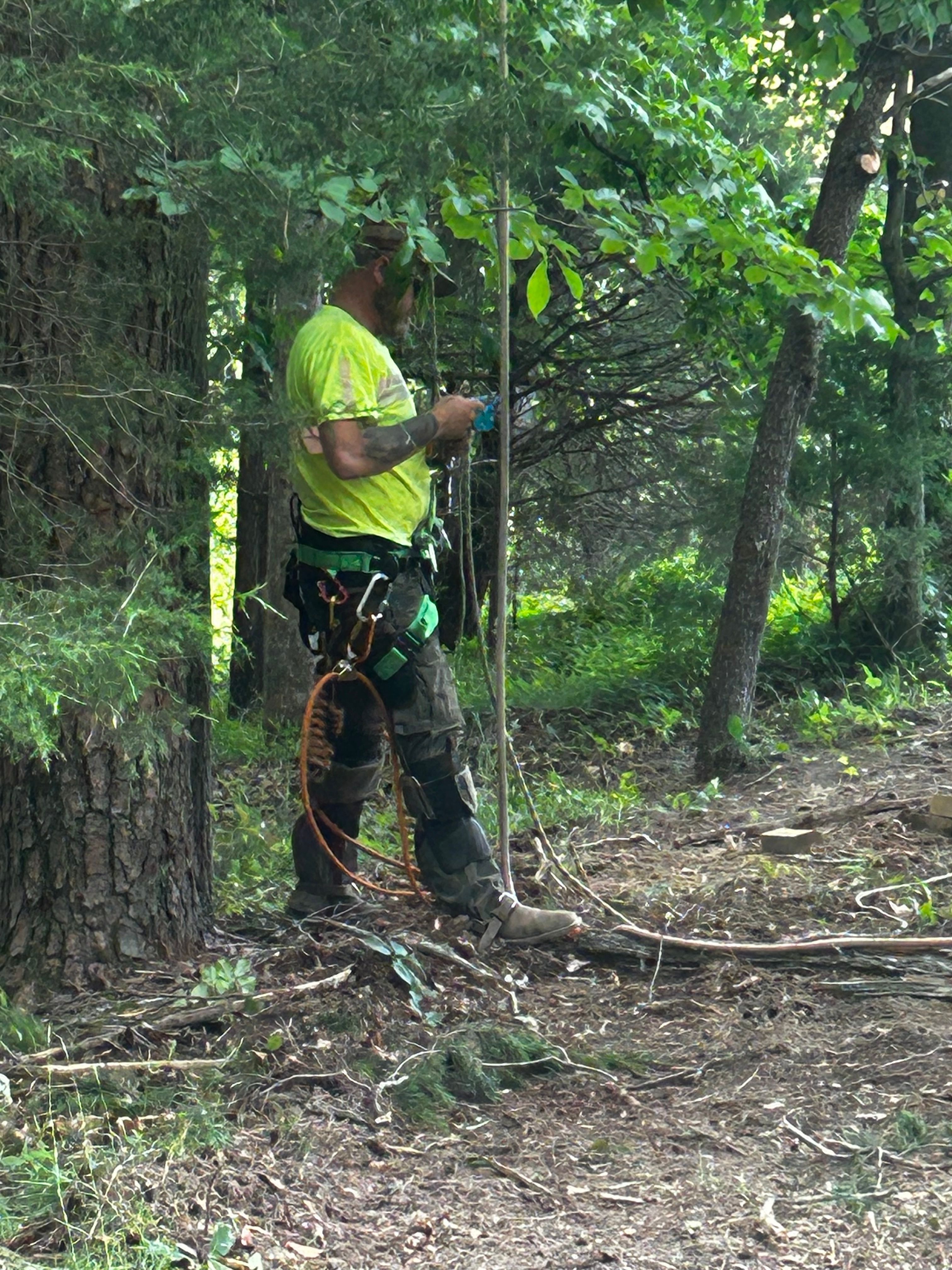  for Brocks Tree Service LLC in Rogersville, TN