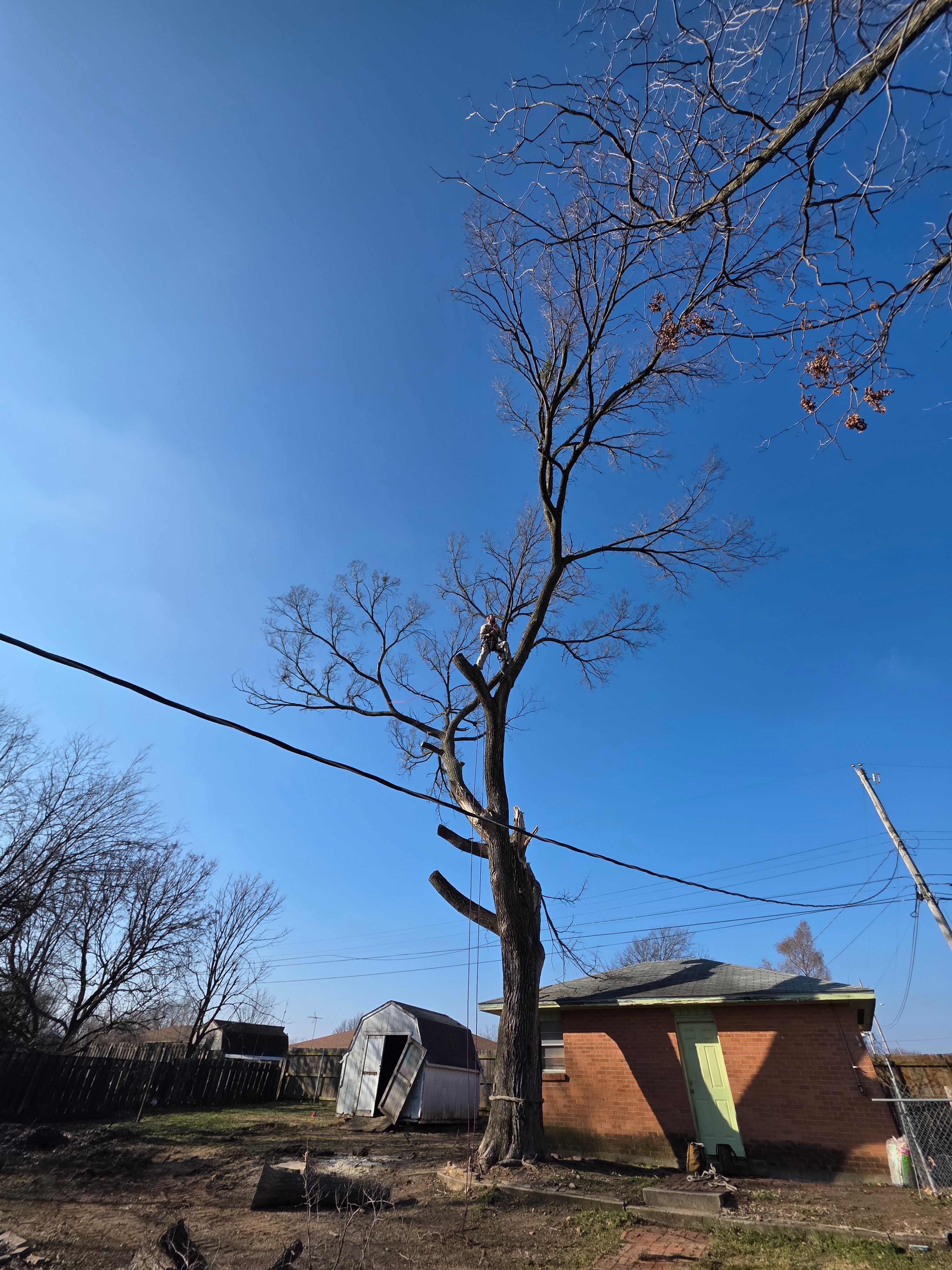  for Oklahoma Tree Guy in Bartlesville, OK