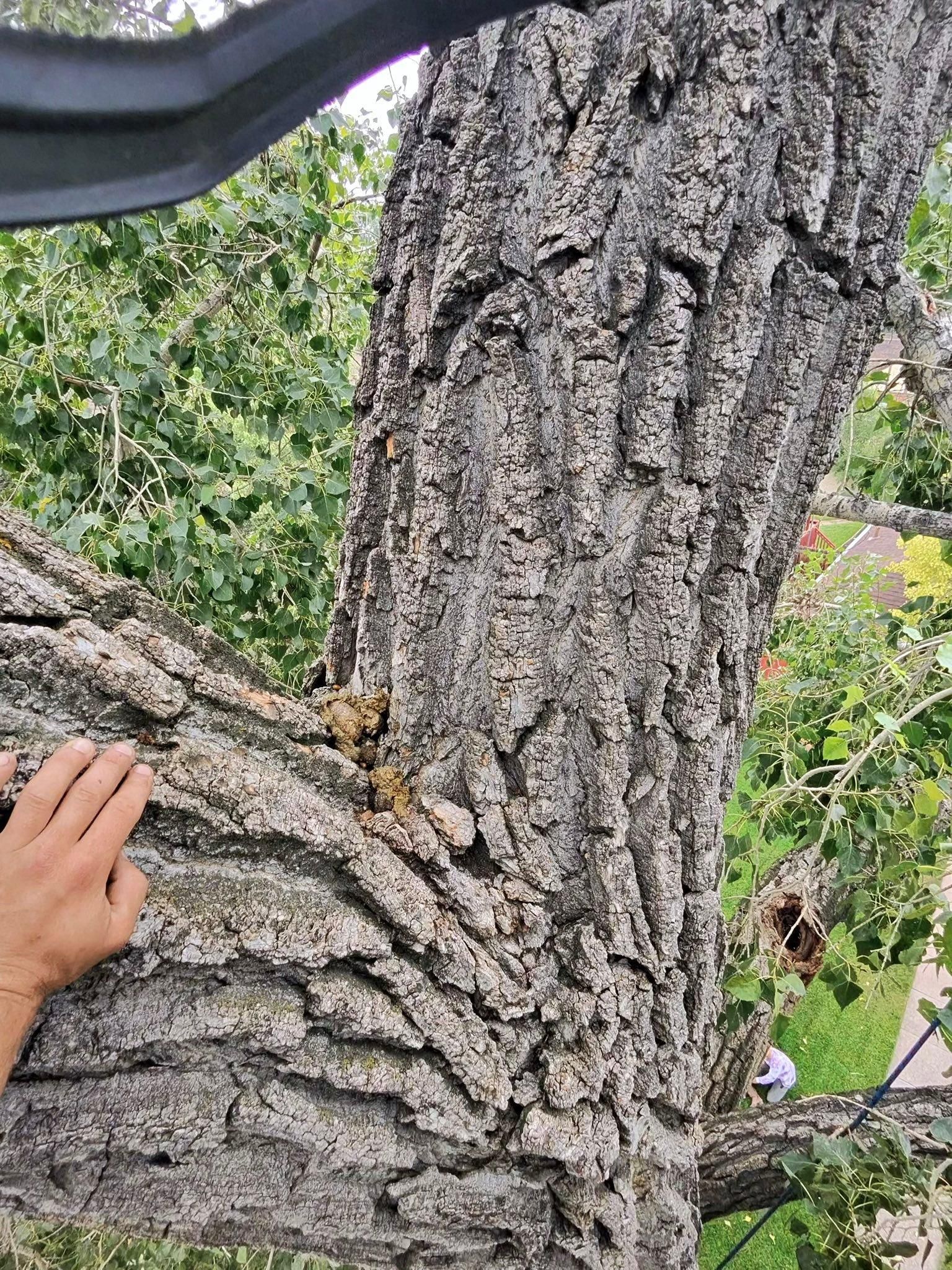  for Elevated Tree Care in Gillette, WY