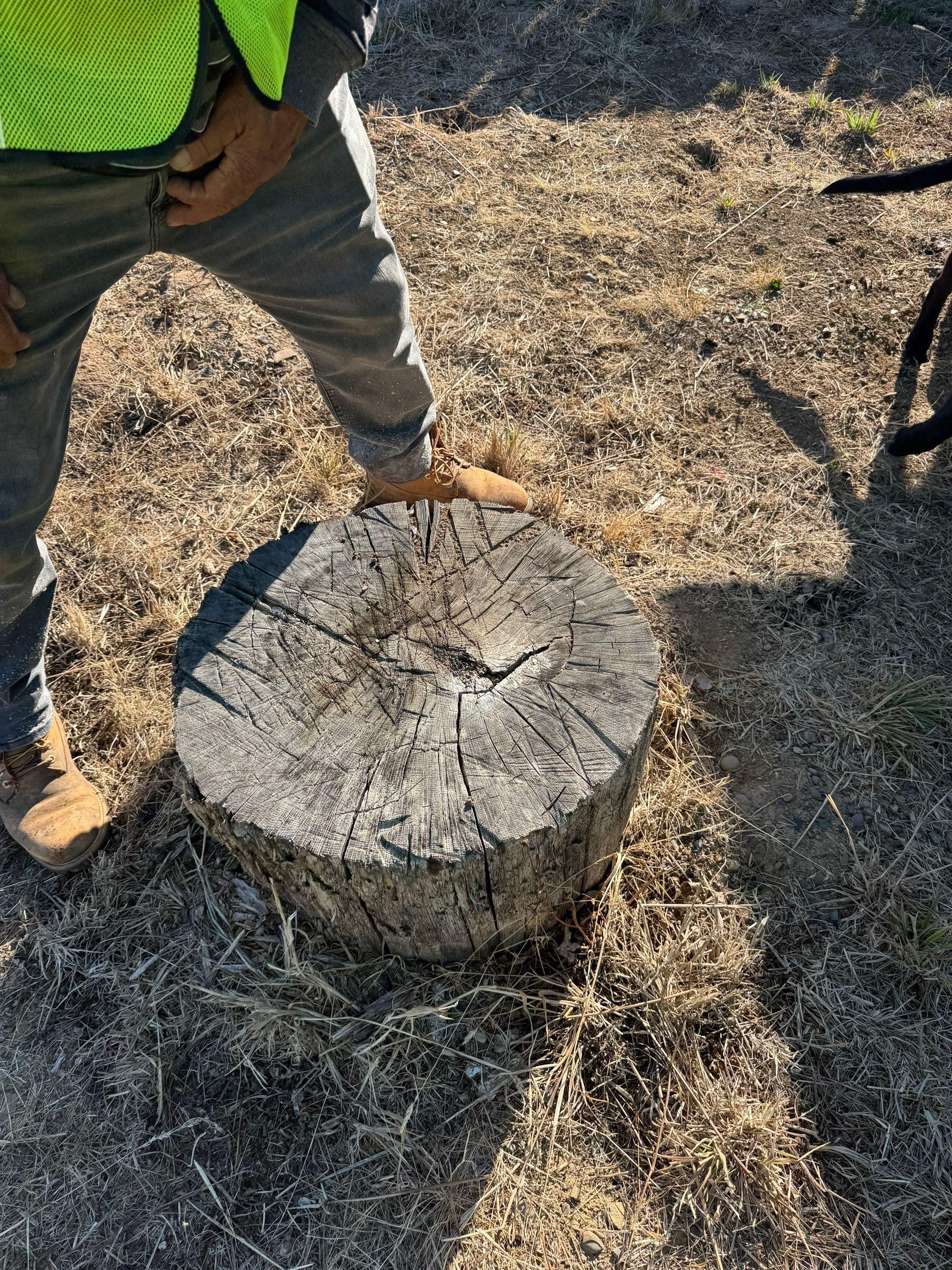  for Willamette Landscaping and Tree Services in Albany, OR