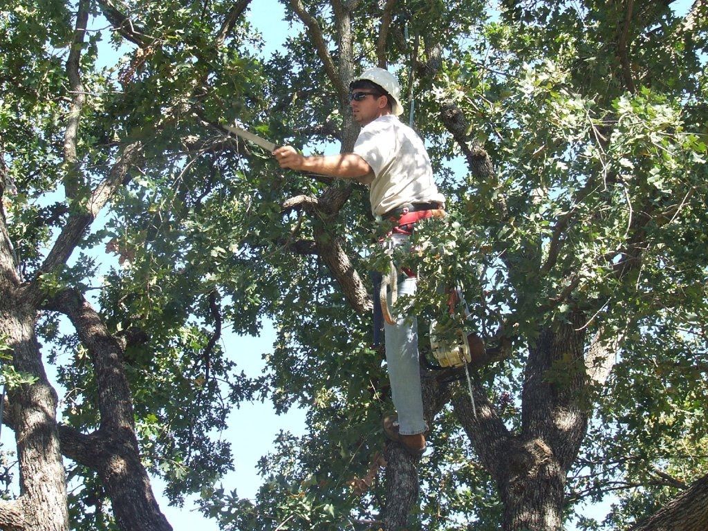  for TLC Professional Tree Service in Bedford, TX