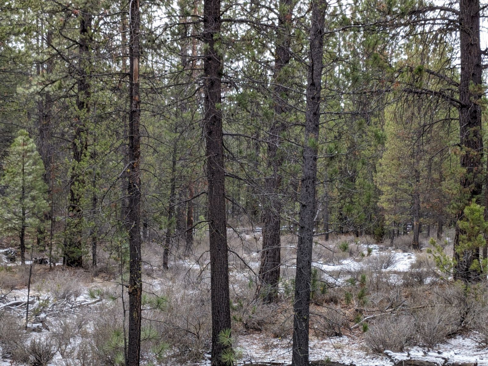 All Photos for Bailey's Cutting LLC in Bend, Oregon