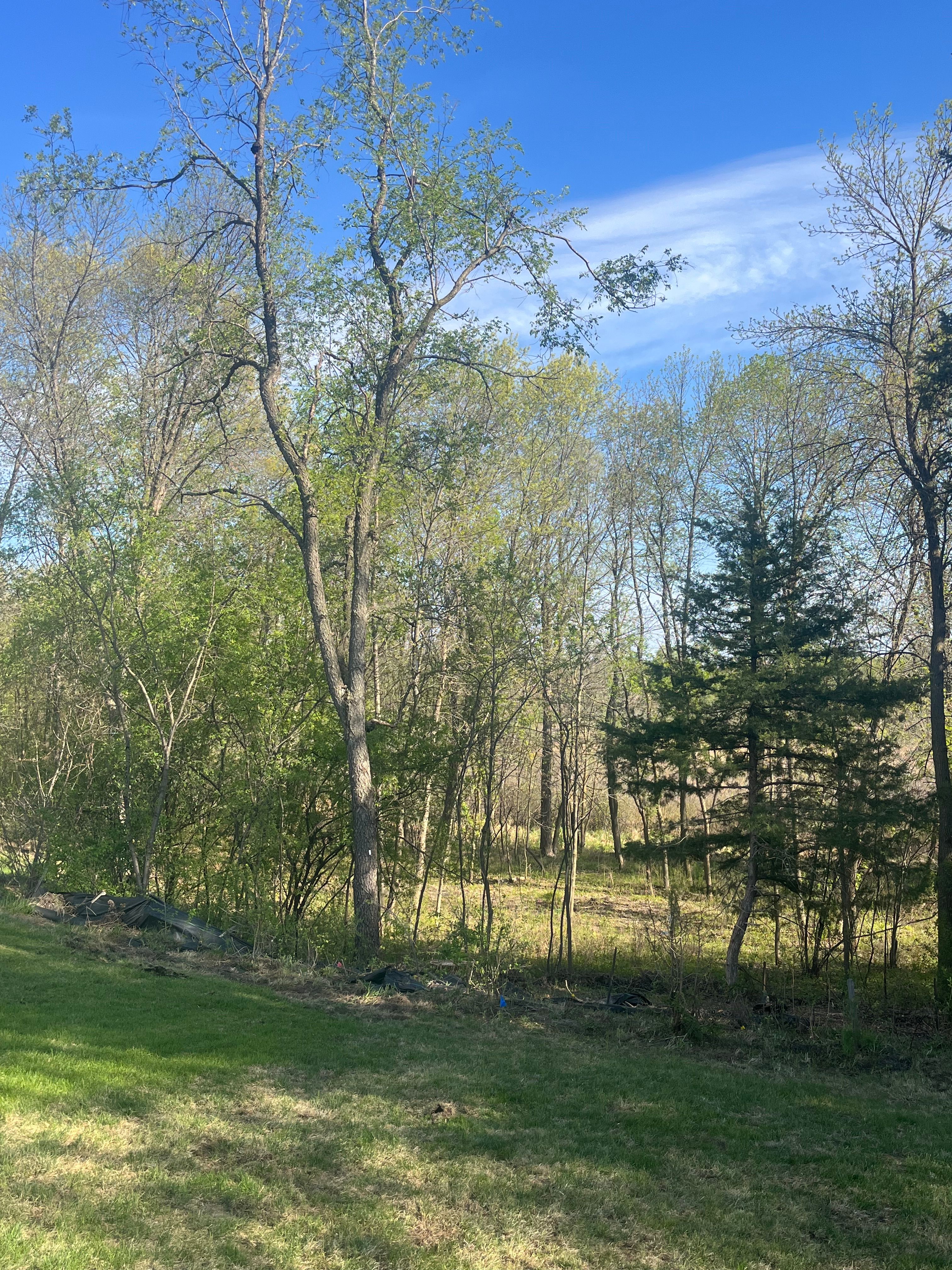 All Photos for K and Z Tree Care in Andover, MN