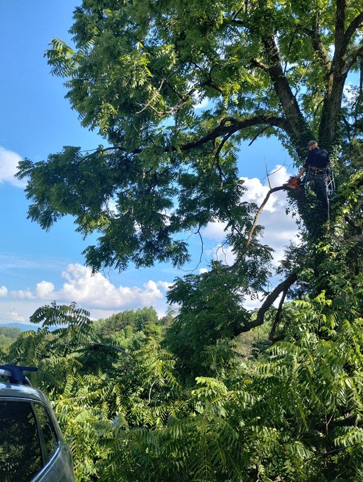  for Wade's Family Tree Service in Townsend, TN