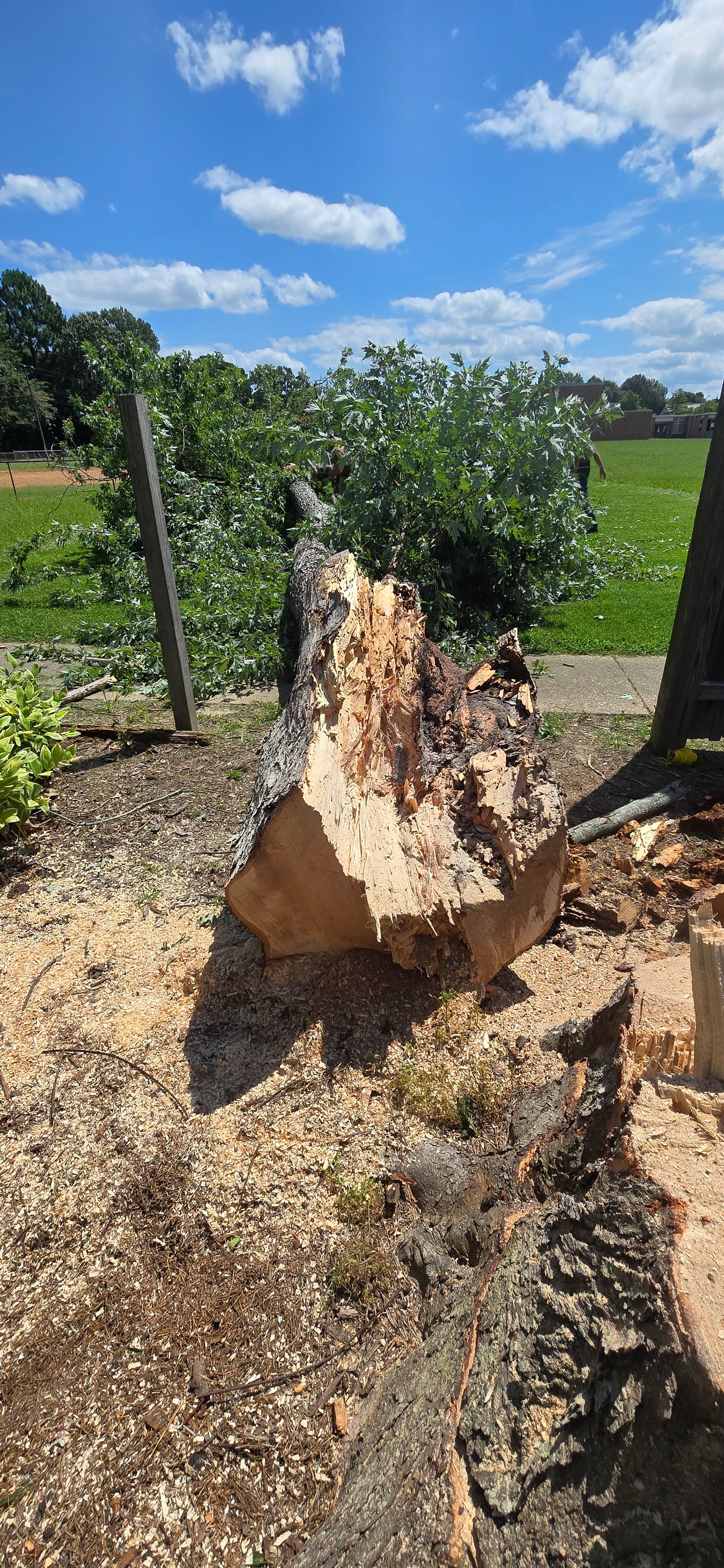  for Beach Tree Care in Virginia Beach, VA