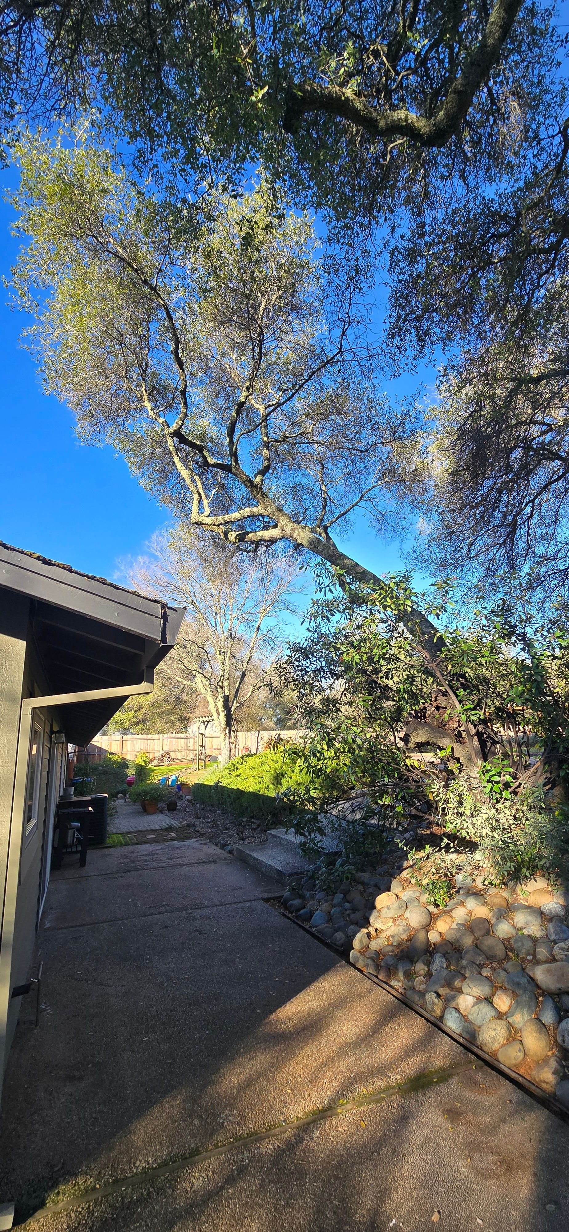  for George Staddan's Professional Tree Care in Placerville, CA