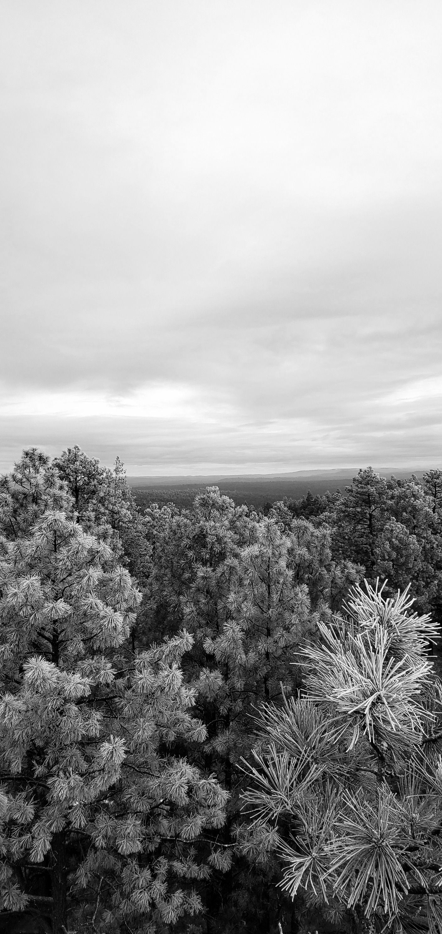  for StockPro Tree Specialists in Show Low, AZ