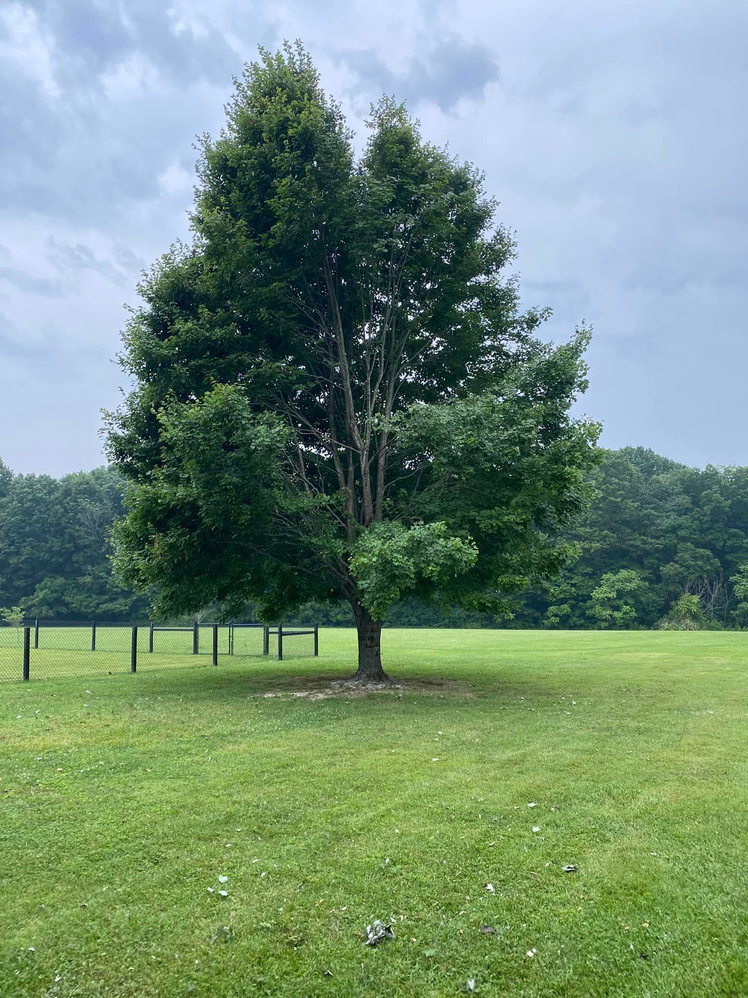 Tree Removal for Atwood’s Tree Care in Liberty,  KY