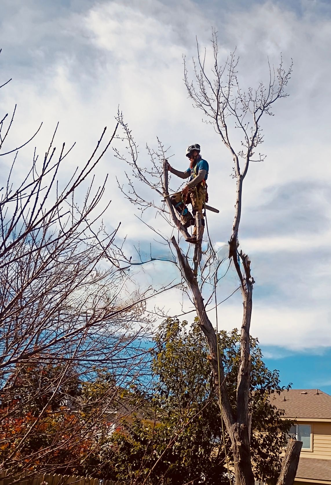 Tree Removal for Blu-J Tree Care in Arlington, TX