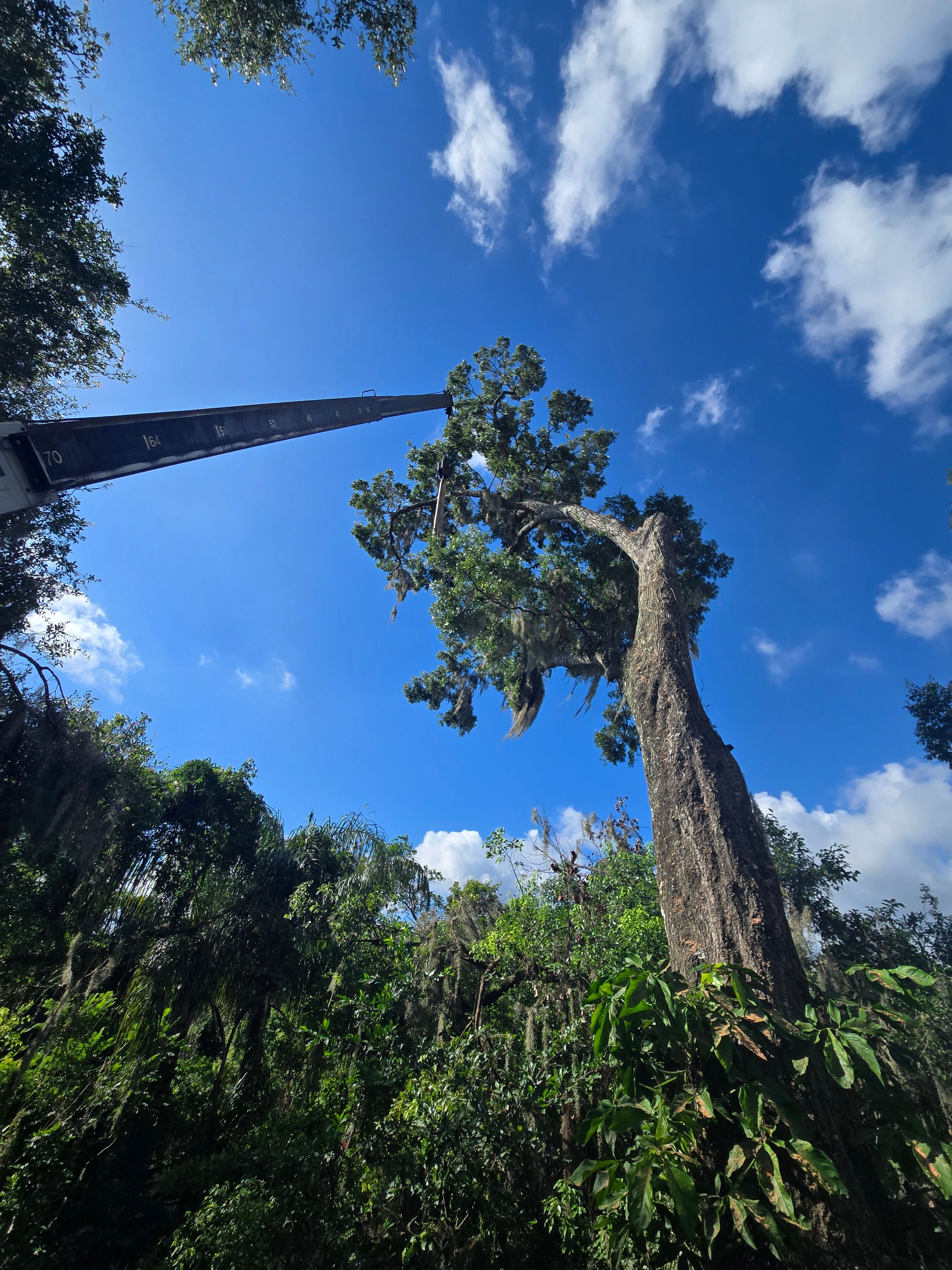 All Photos for Near Me Tree Service, Inc. in DeLand, FL