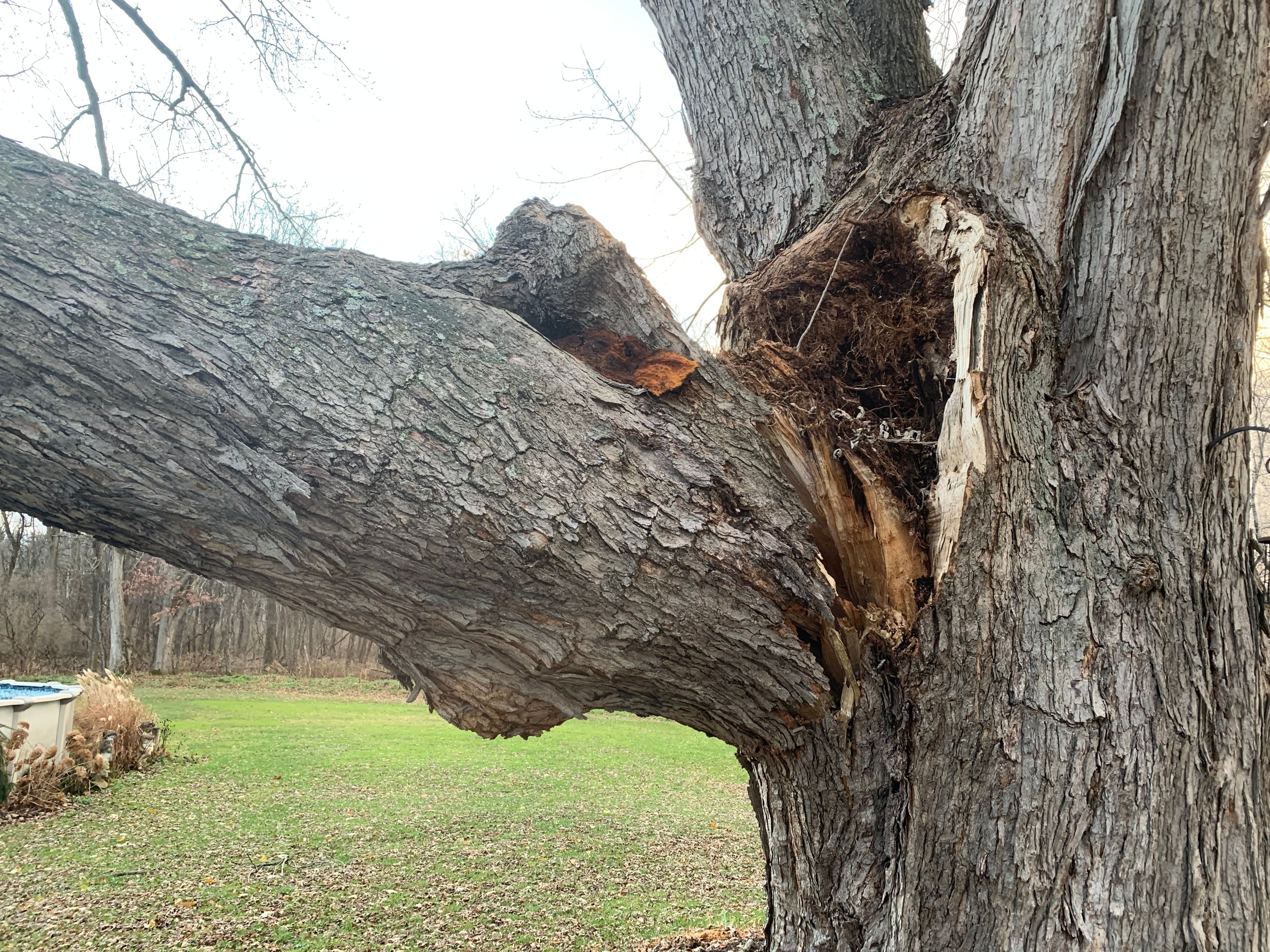 Tree Removal for Benjamin & Sons in Elmira, NY