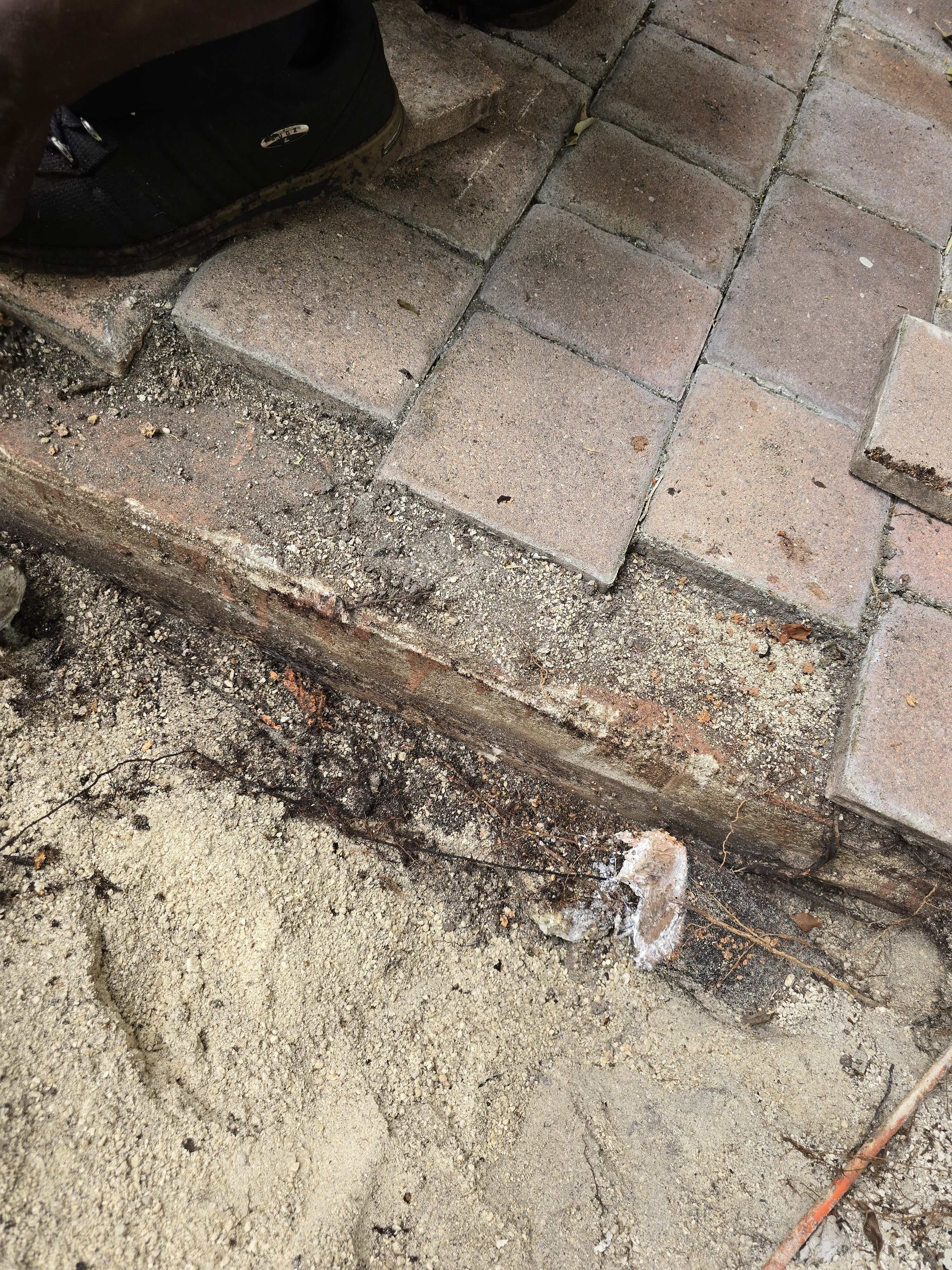 Root Pruning for Bridgewater Arbor Care LLC in Jupiter, FL