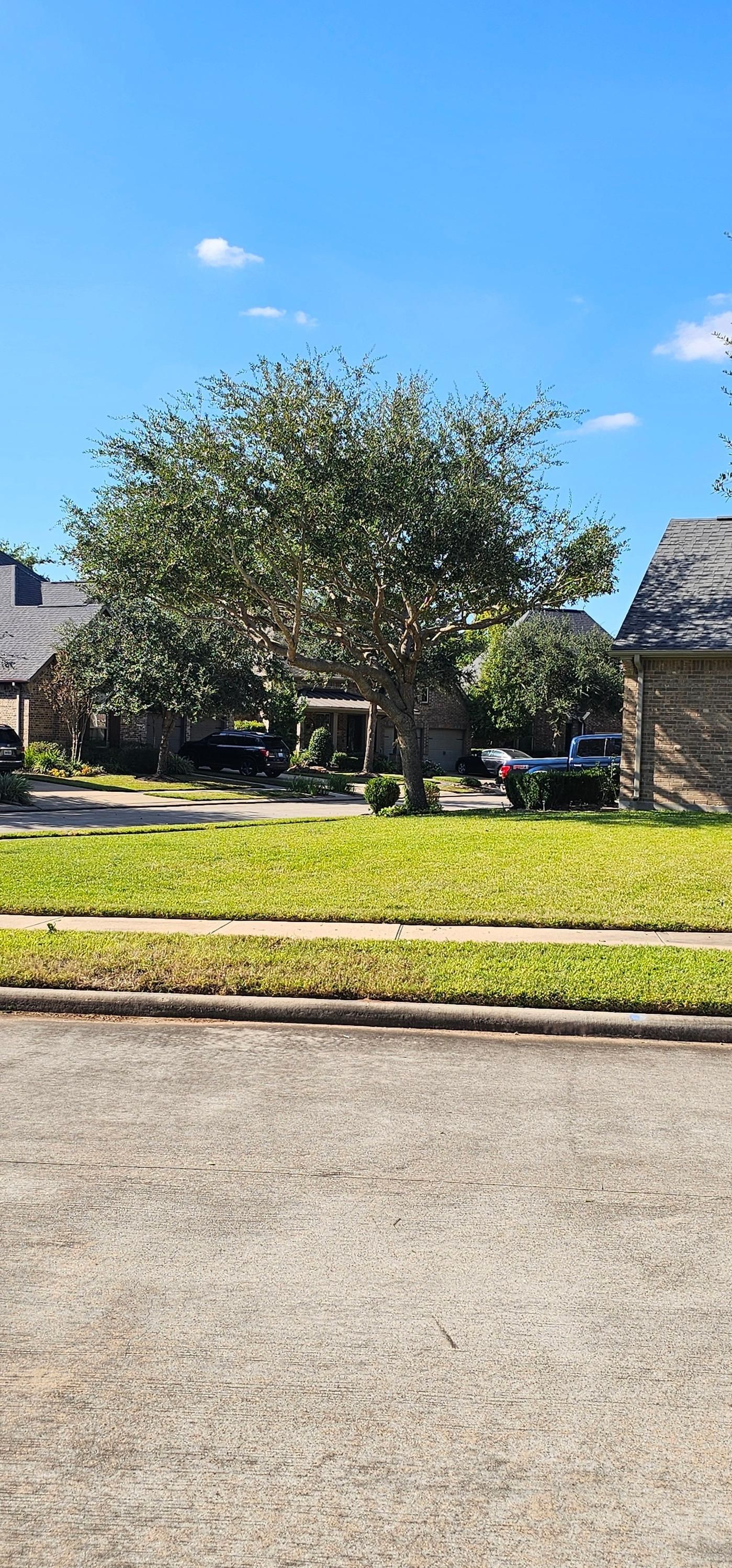  for Servin's Tree Care  in Houston, TX