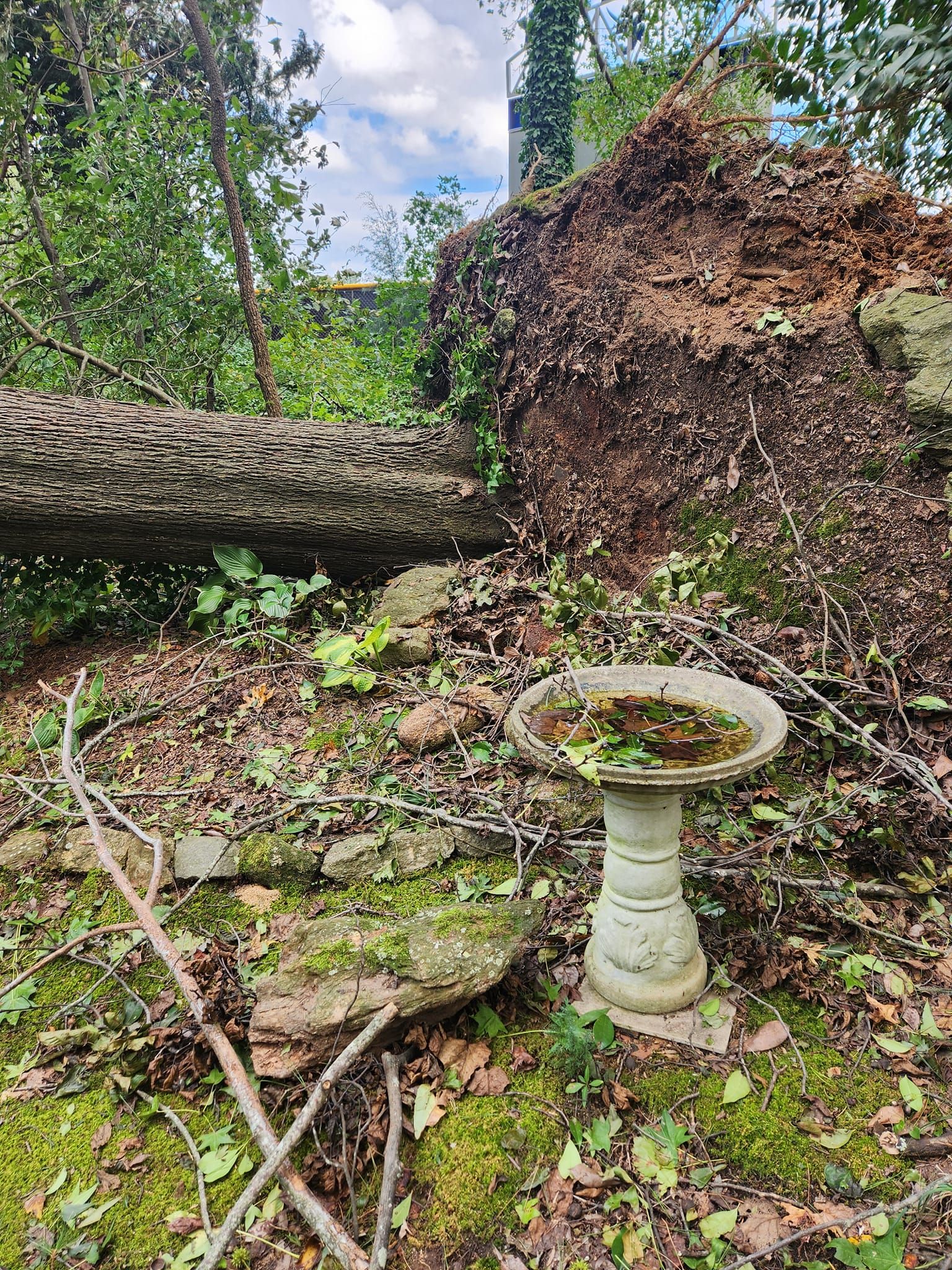 Tree Removal for Stumpbusters Tree Service in Louisa County, VA