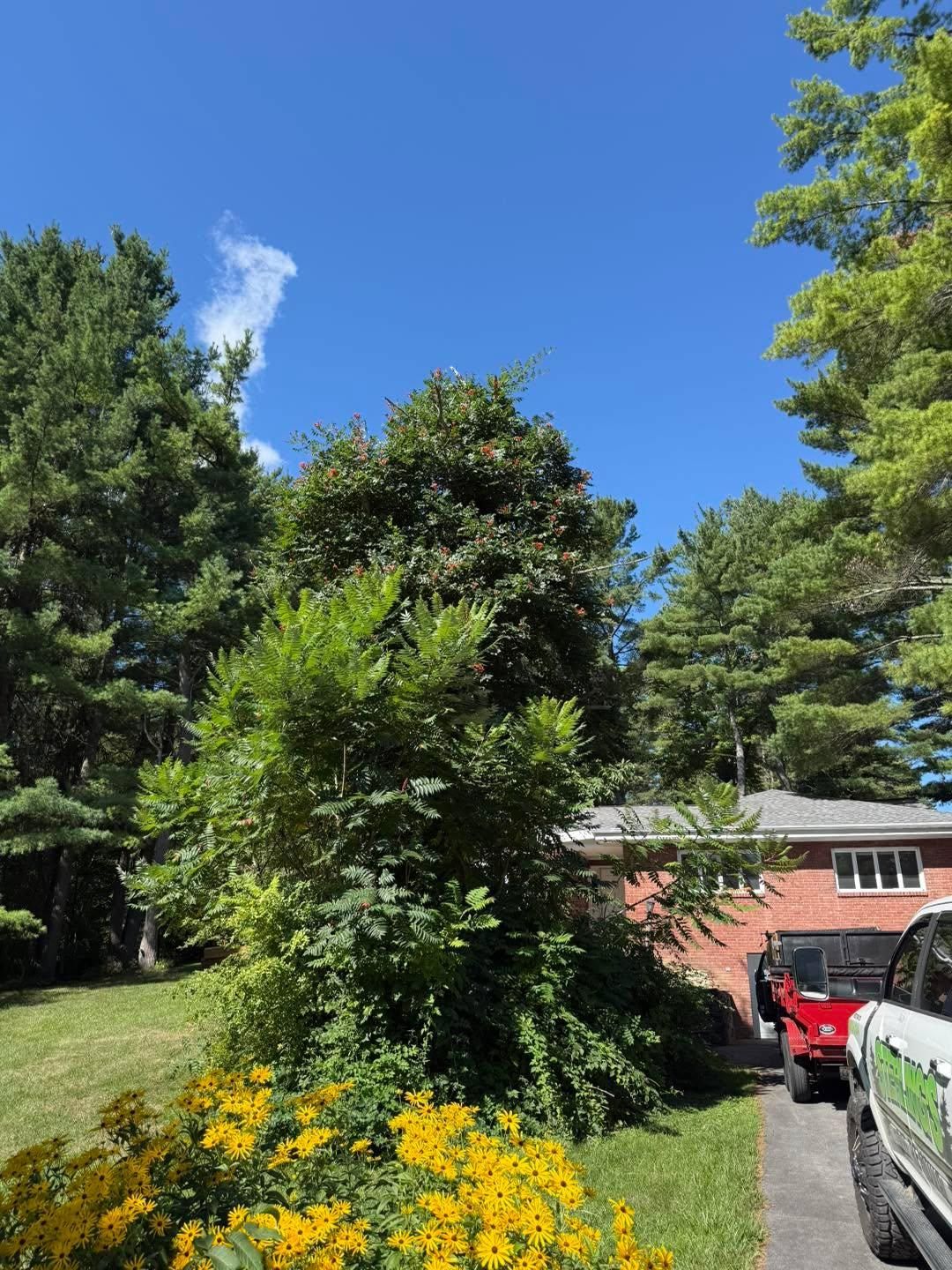  for Sterlings Tree Removal in Cobleskill, New York