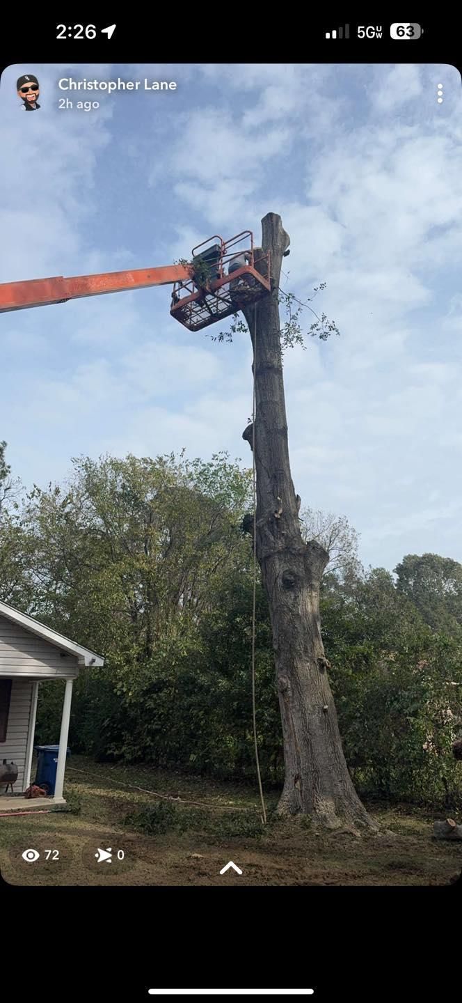  for Morace Tree Service in Natchez,,  MS