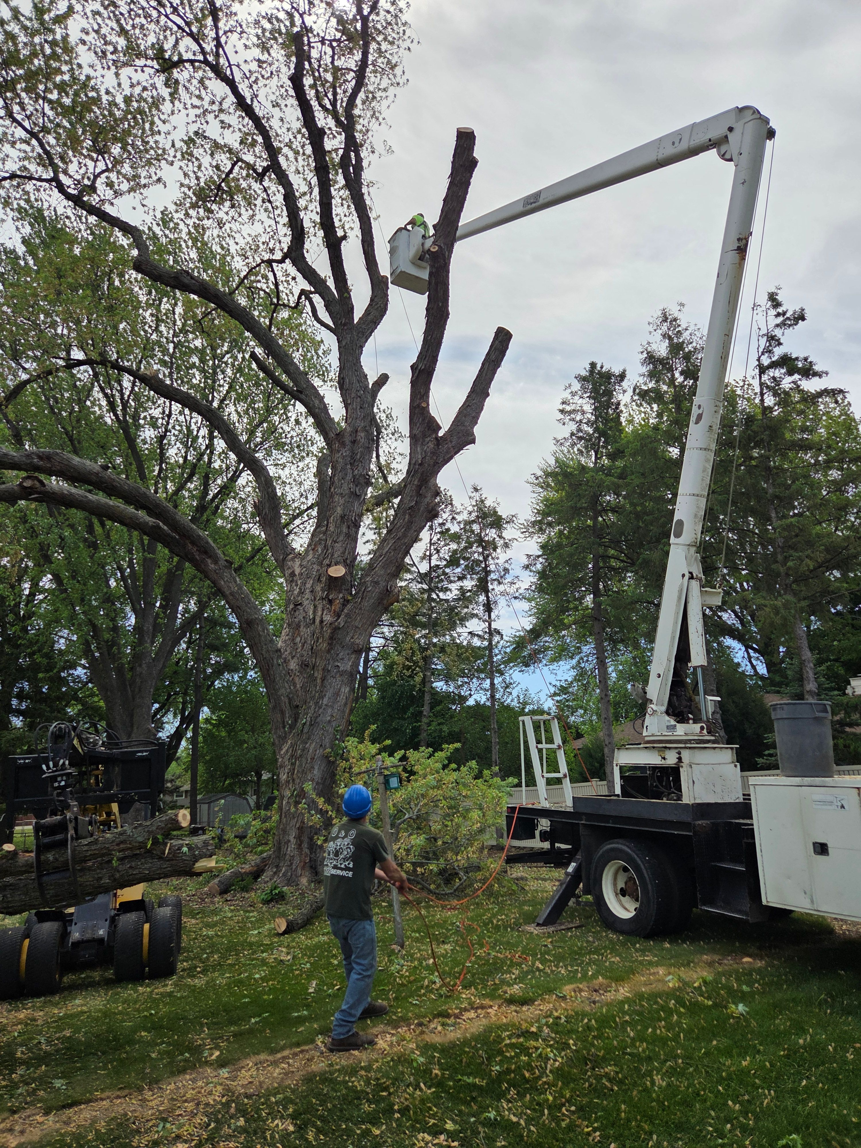 All Photos for O&O Tree Service in Rockford, IL