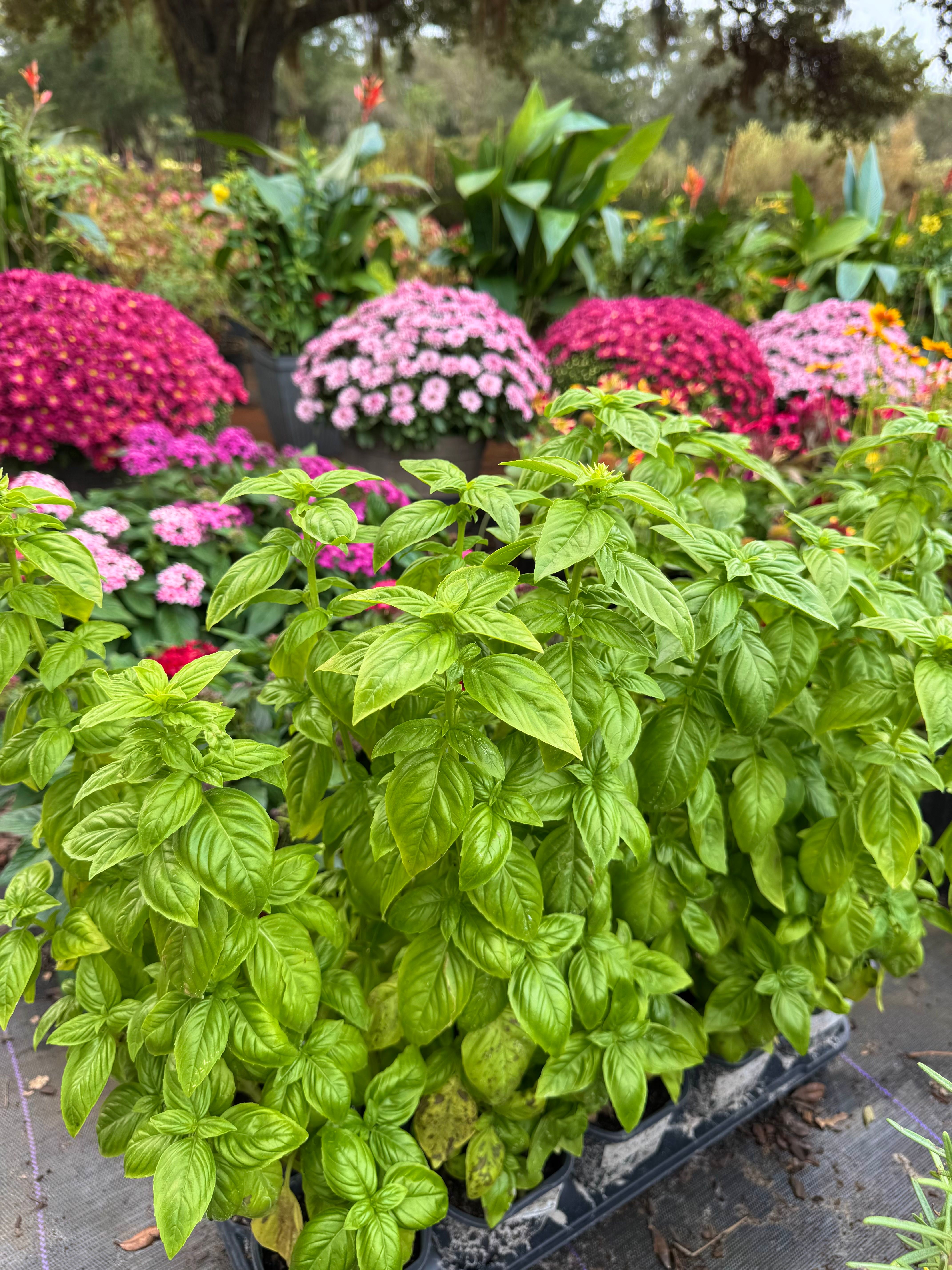  for Southern Roots Tree Farm in Crystal River, FL