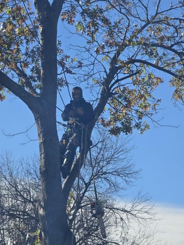  for Oklahoma Tree Guy in Bartlesville, OK
