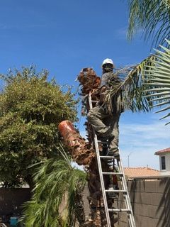  for Patriot Tree Service in Mesa, AZ