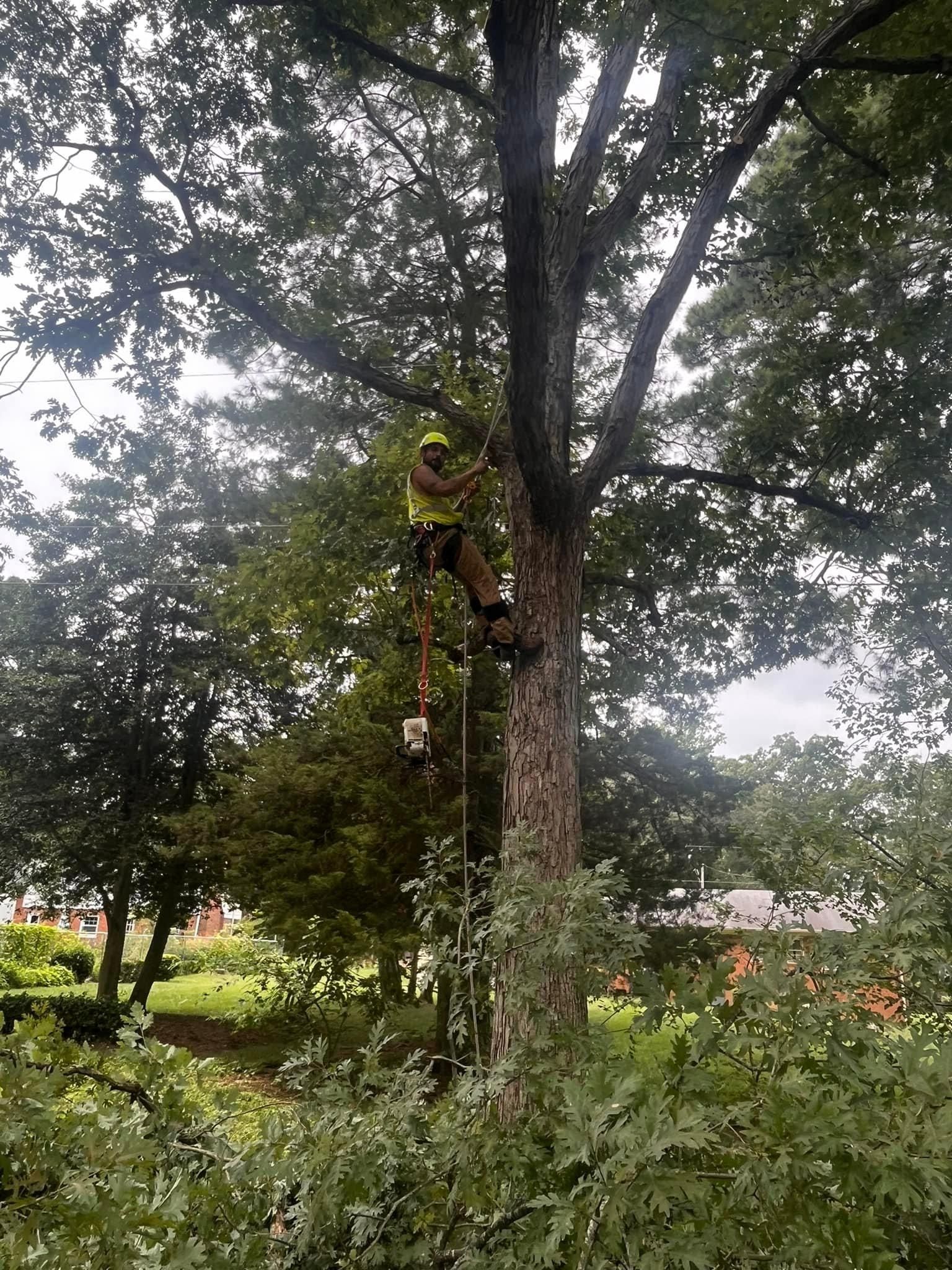  for Ricky's Tree Service & Property Care in Orange, VA