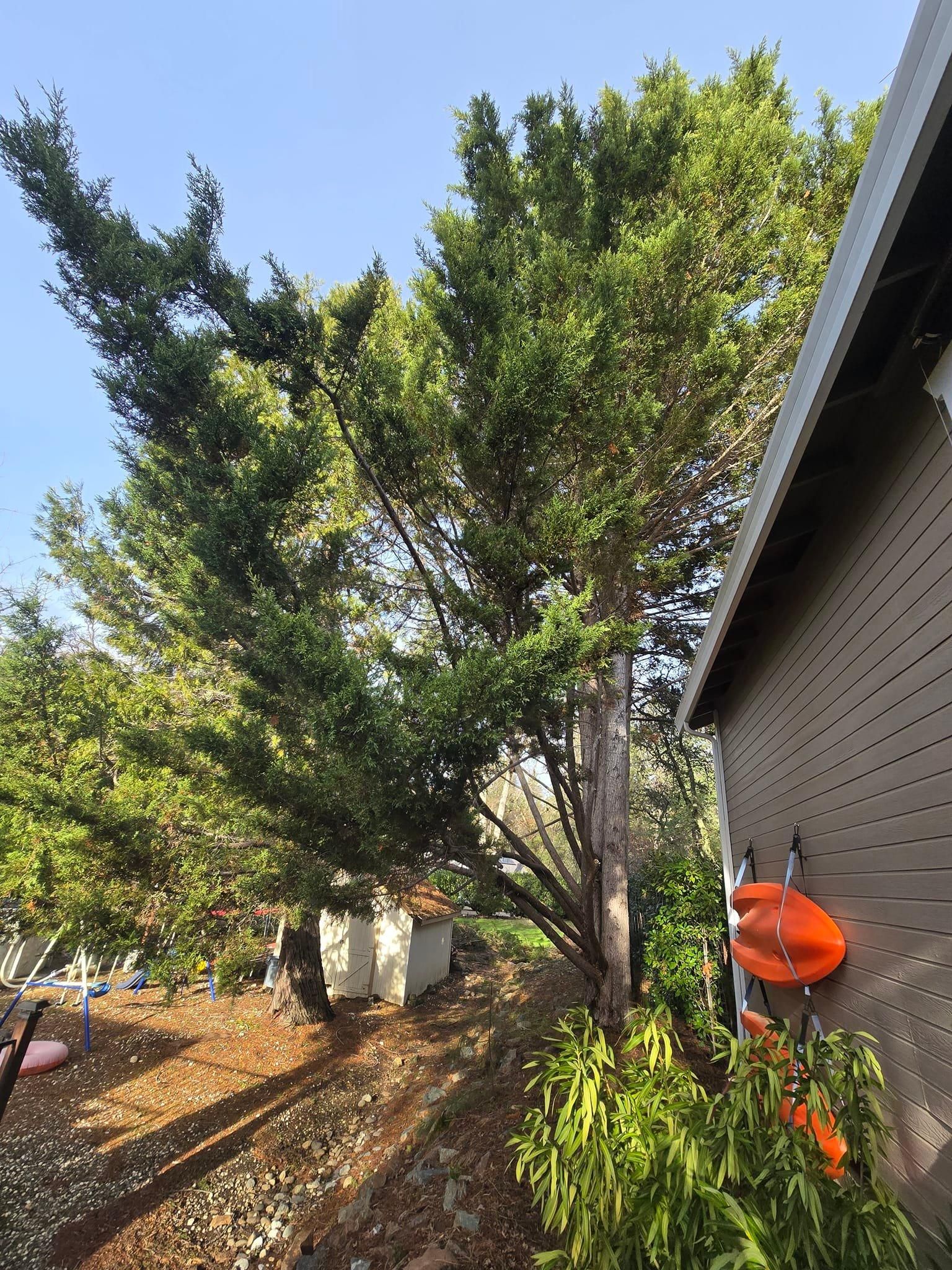  for Terra Heights Tree Experts & Landscaping  in Grass Valley,  CA