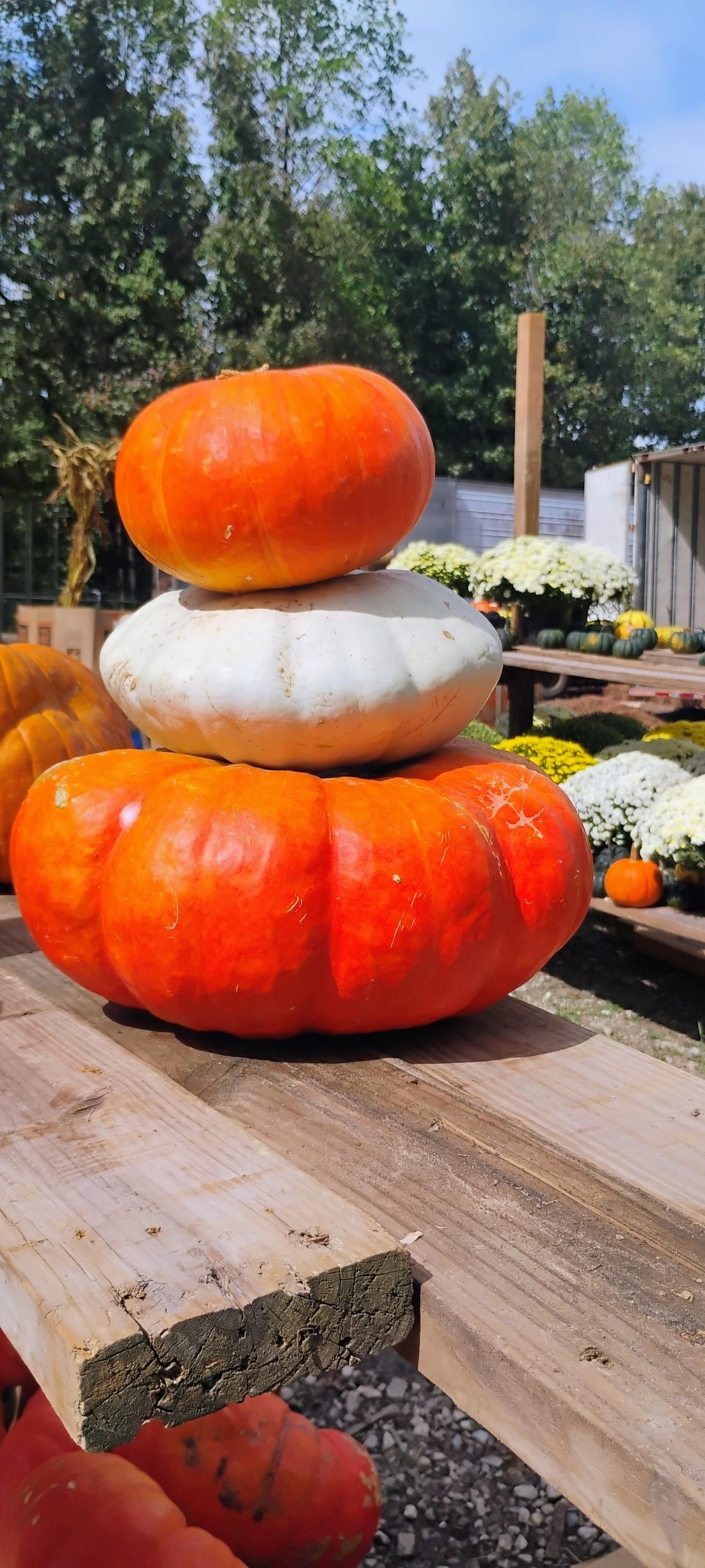  for Rutledge Contracting LLC in Hazel Green, AL