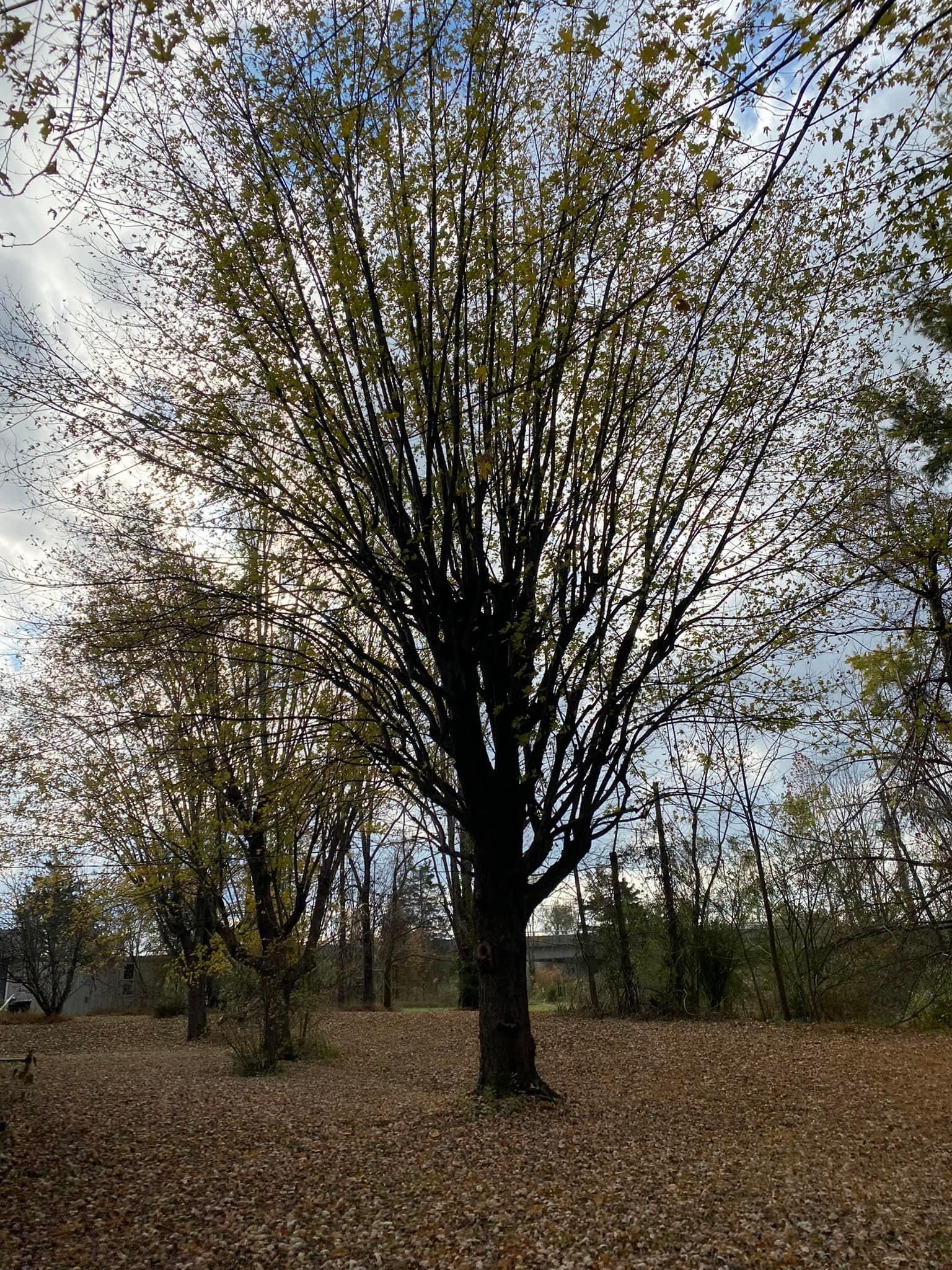 All Photos for Atwood’s Tree Care in Liberty,  KY