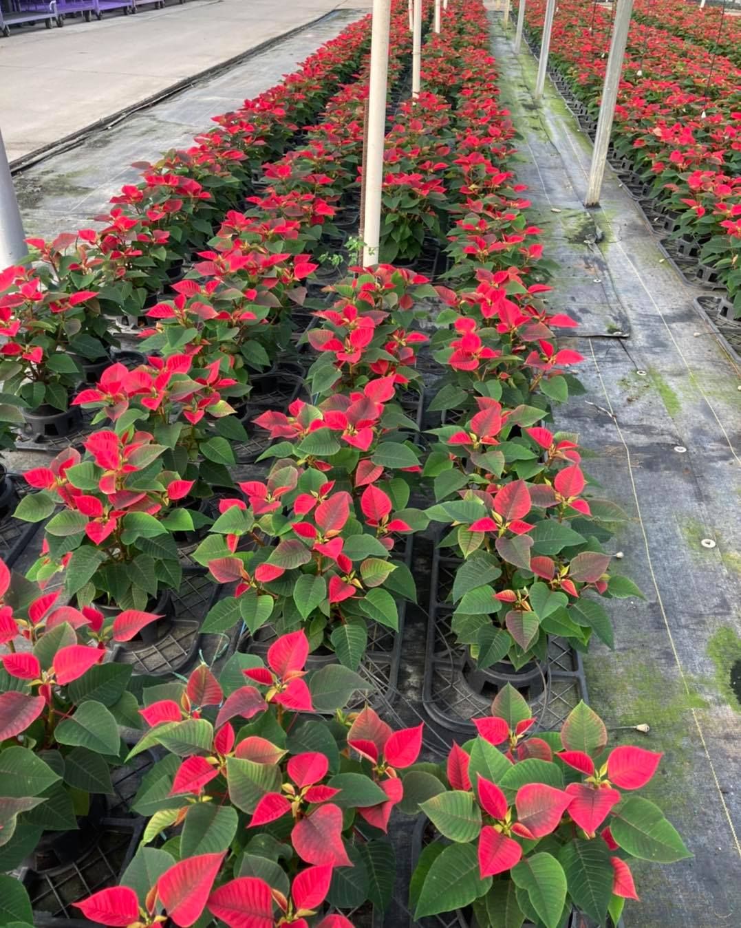 All Photos for S&R Landscaping and Nursery in Charlotte, NC