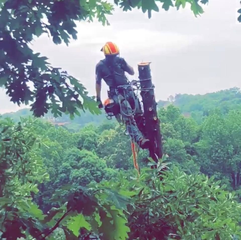 for Sky High Tree Service in Columbia, MO