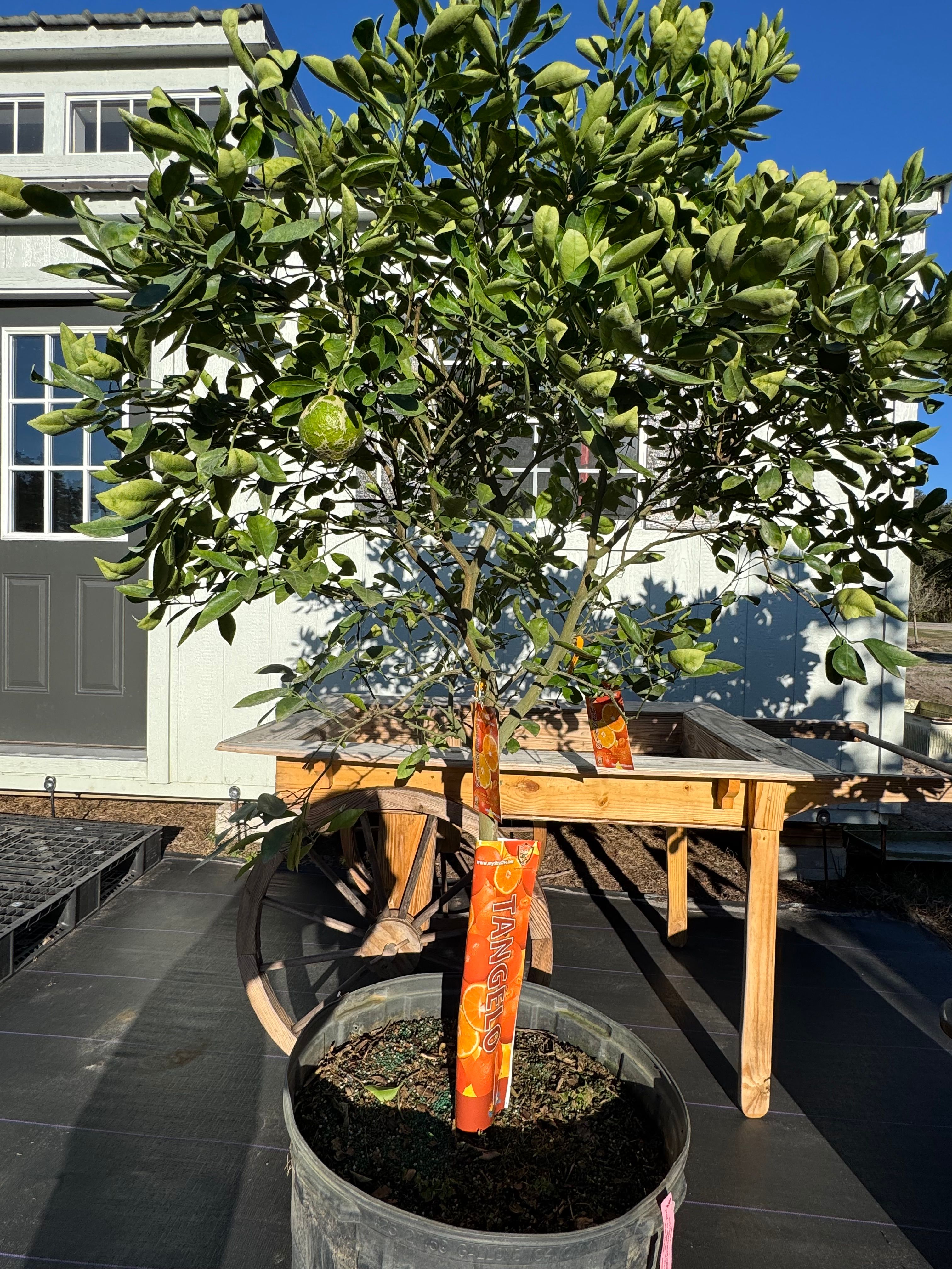  for Southern Roots Tree Farm in Crystal River, FL