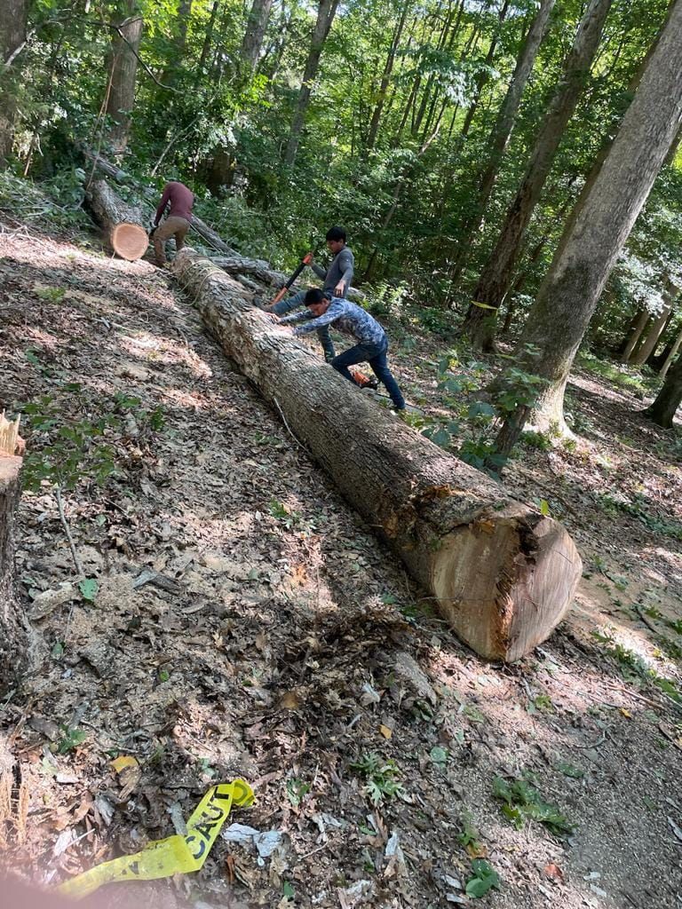 Tree Removal for Rosales Landscaping LLC in Lake Gaston, North Carolina