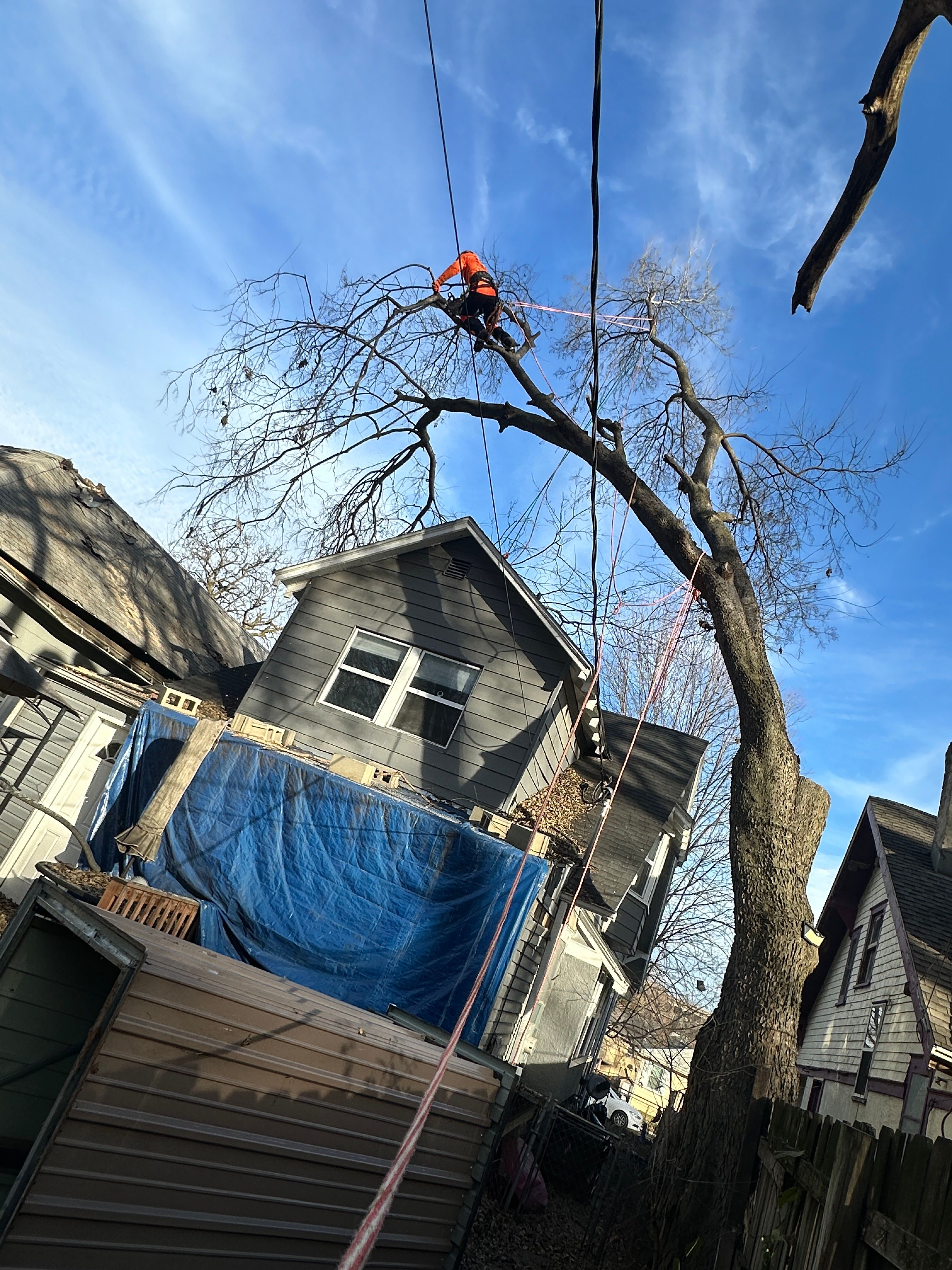 All Photos for Cross Family Tree Service in Kearney, MO