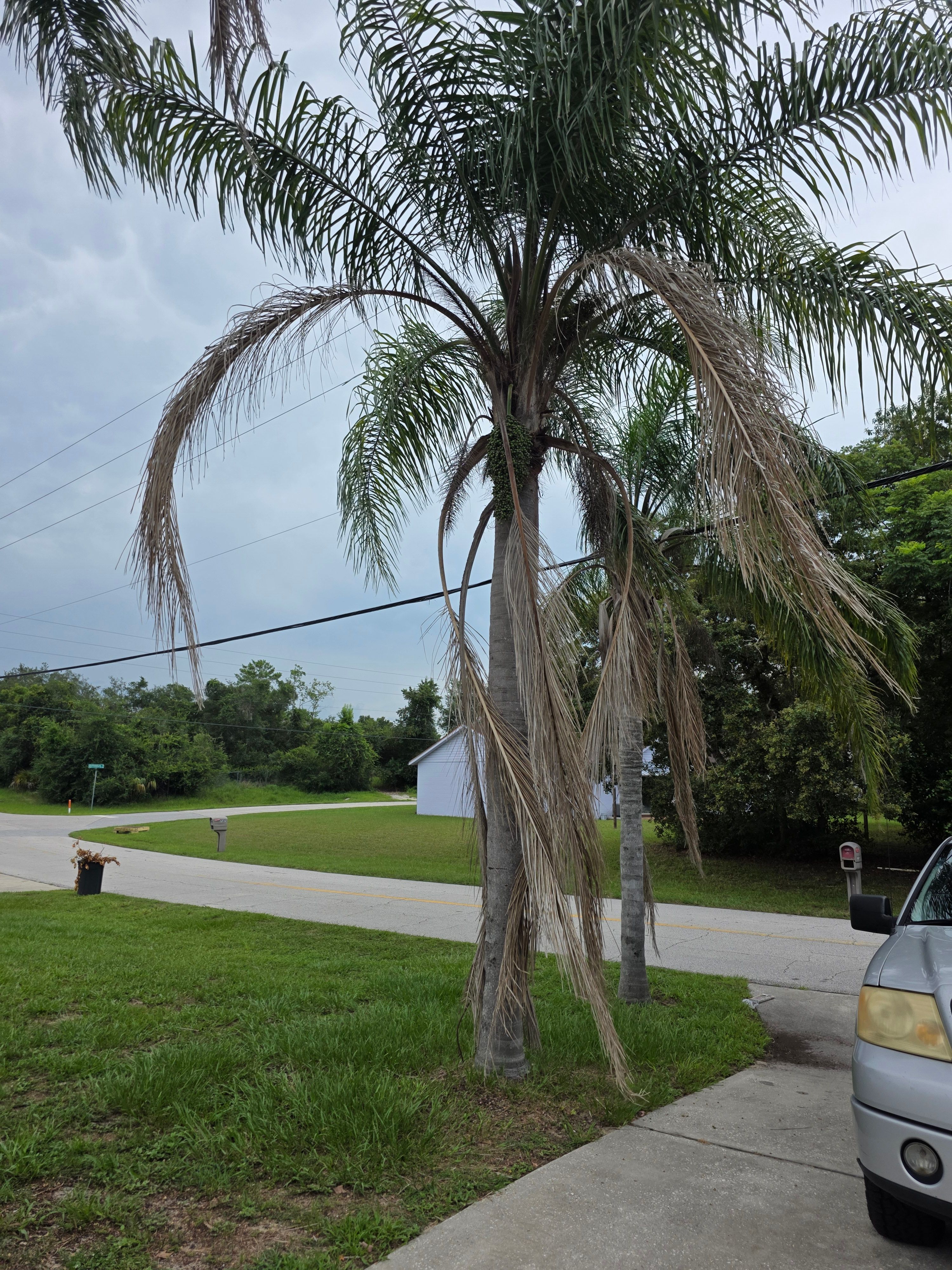 All Photos for Highlife Tree Care And Landscaping in Altamonte Springs, FL