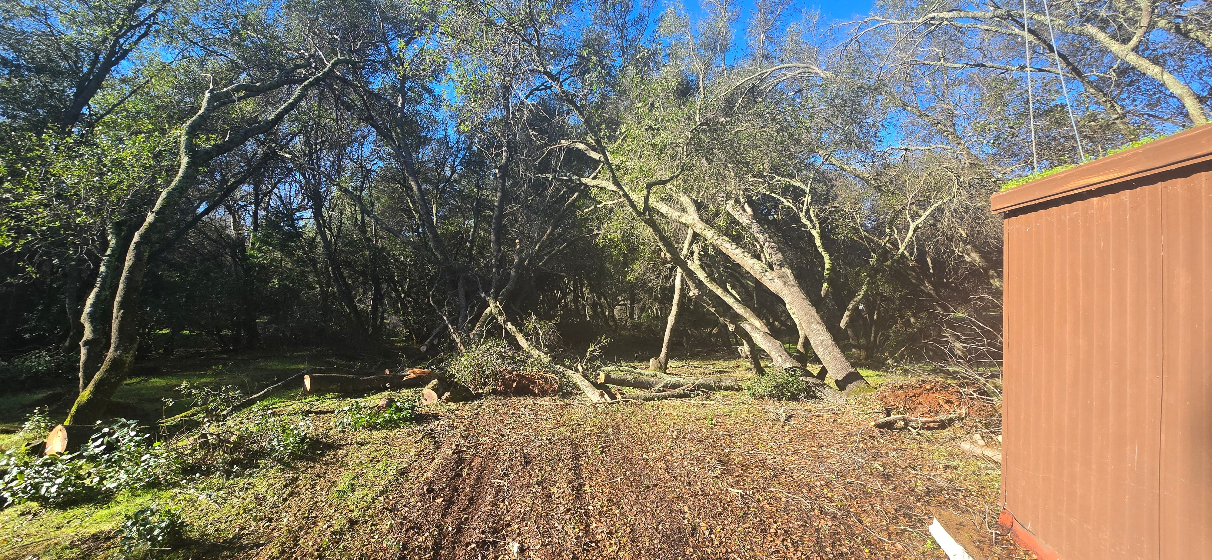  for George Staddan's Professional Tree Care in Placerville, CA