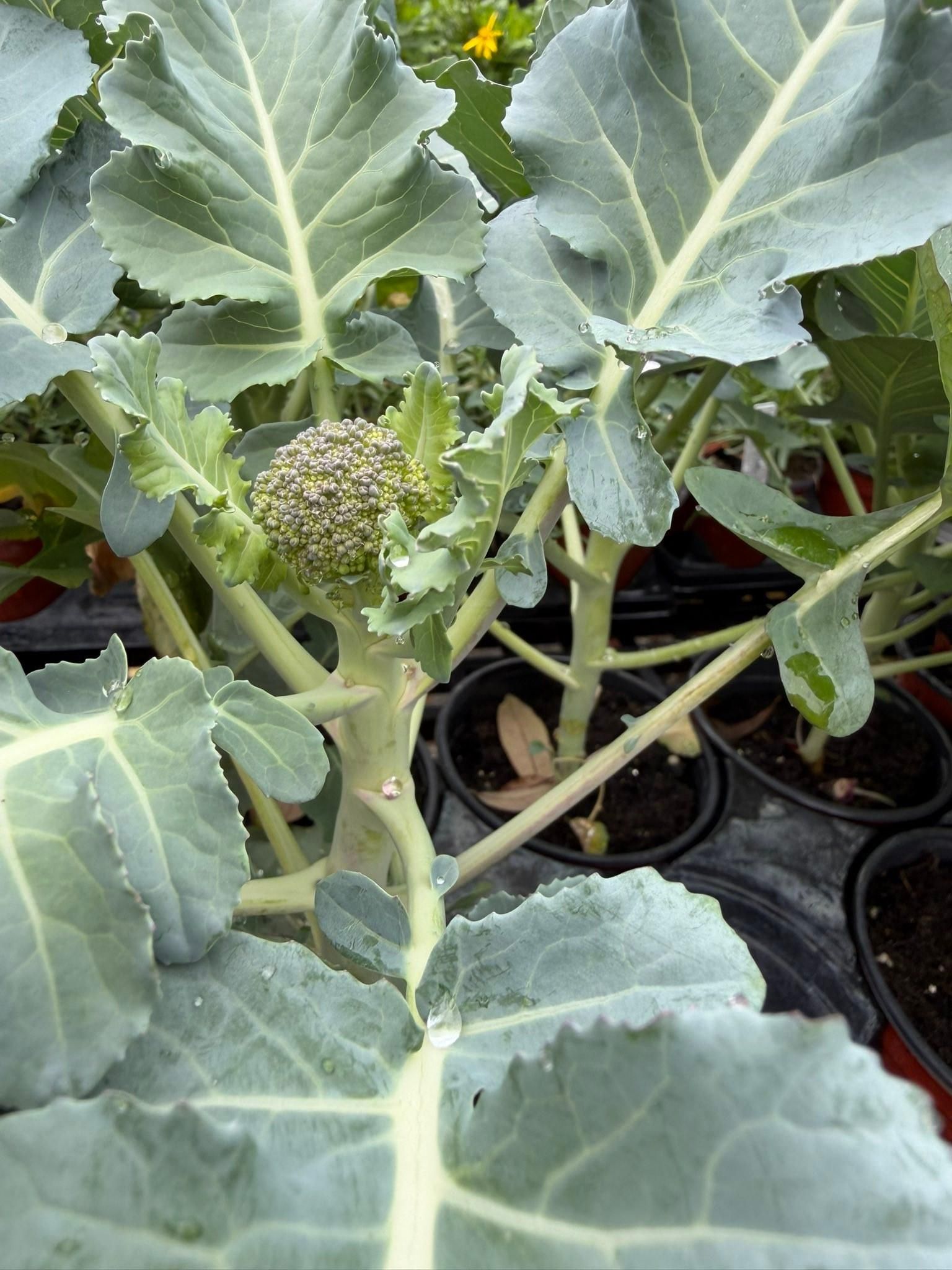  for Southern Roots Tree Farm in Crystal River, FL